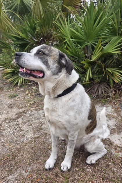 Boji — thumbnail 2