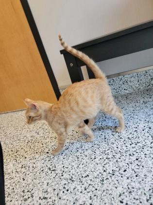 Cosmic Crisp, Adoptable, Kitten Male Domestic Short Hair & Domestic Short Hair.