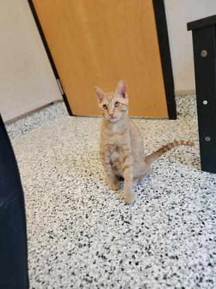 Enlarge Cosmic Crisp, a Adoptable mixed breed in Fergus Falls, MN image 2/2