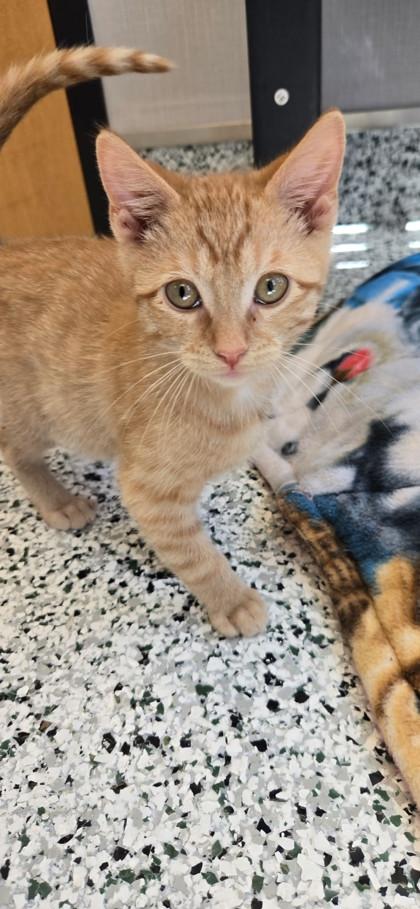 Cosmic Crisp, Adoptable, Kitten Male Domestic Short Hair & Domestic Short Hair.