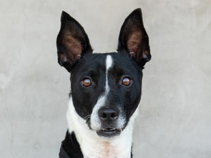 Royce, a Adoptable Mixed Breed in Longmont, CO image 1/3
