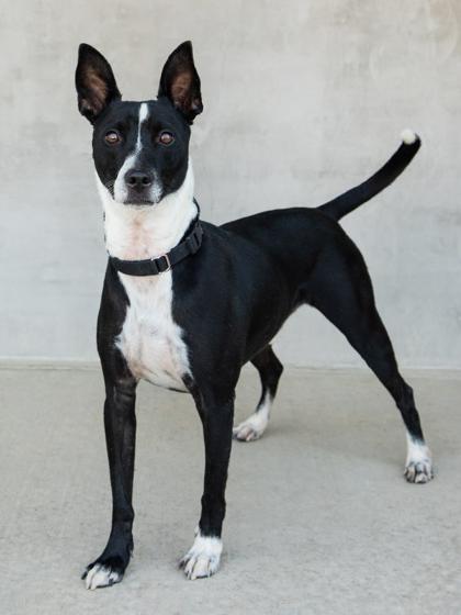 Royce, a Adoptable Mixed Breed in Longmont, CO image 2/3