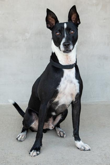 Royce, a Adoptable Mixed Breed in Longmont, CO image 3/3