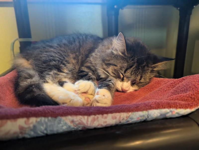 Mora, Adoptable, Young Female Domestic Medium Hair.