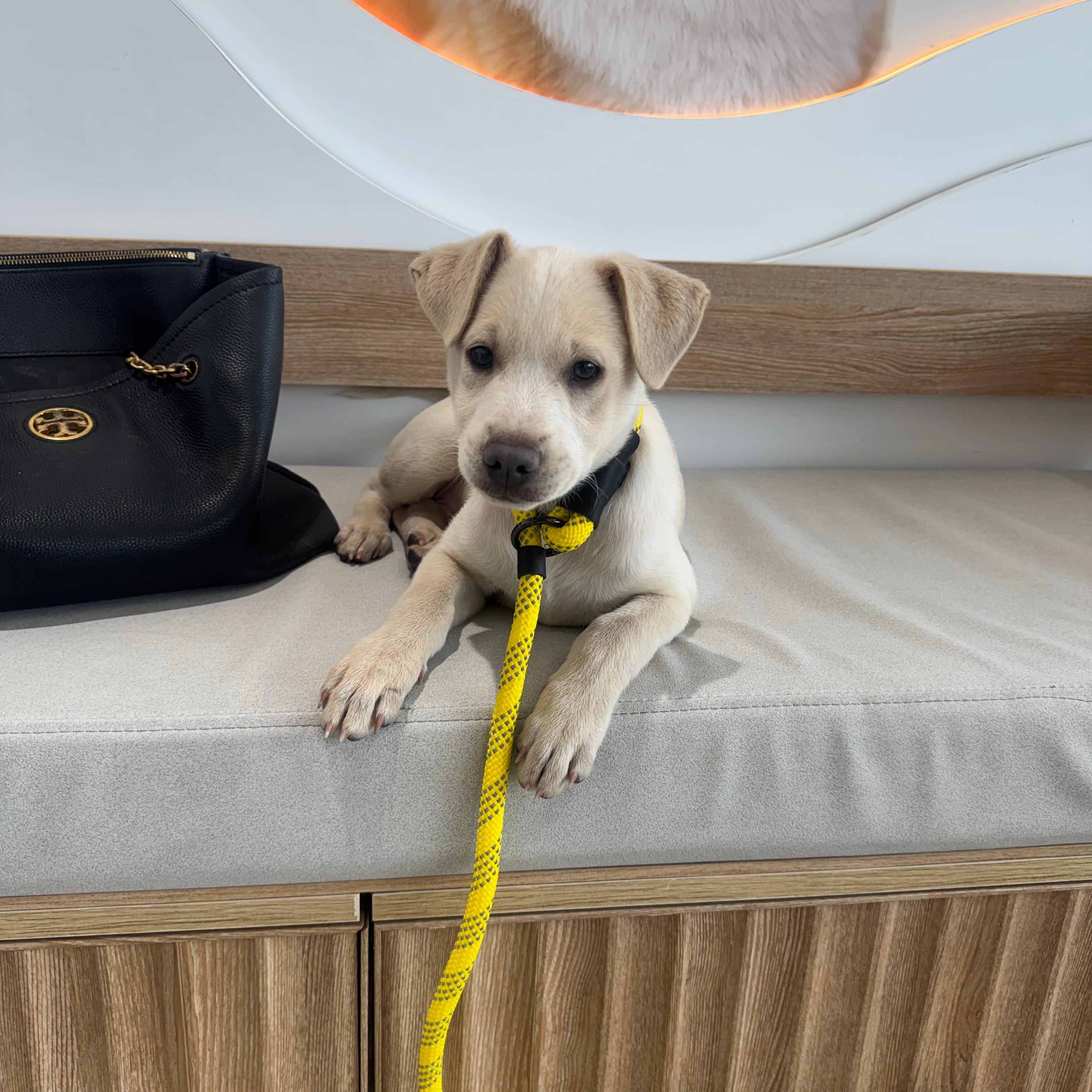 Enlarge Blue, a ADOPTABLE mixed breed in Miami, FL image 2/6