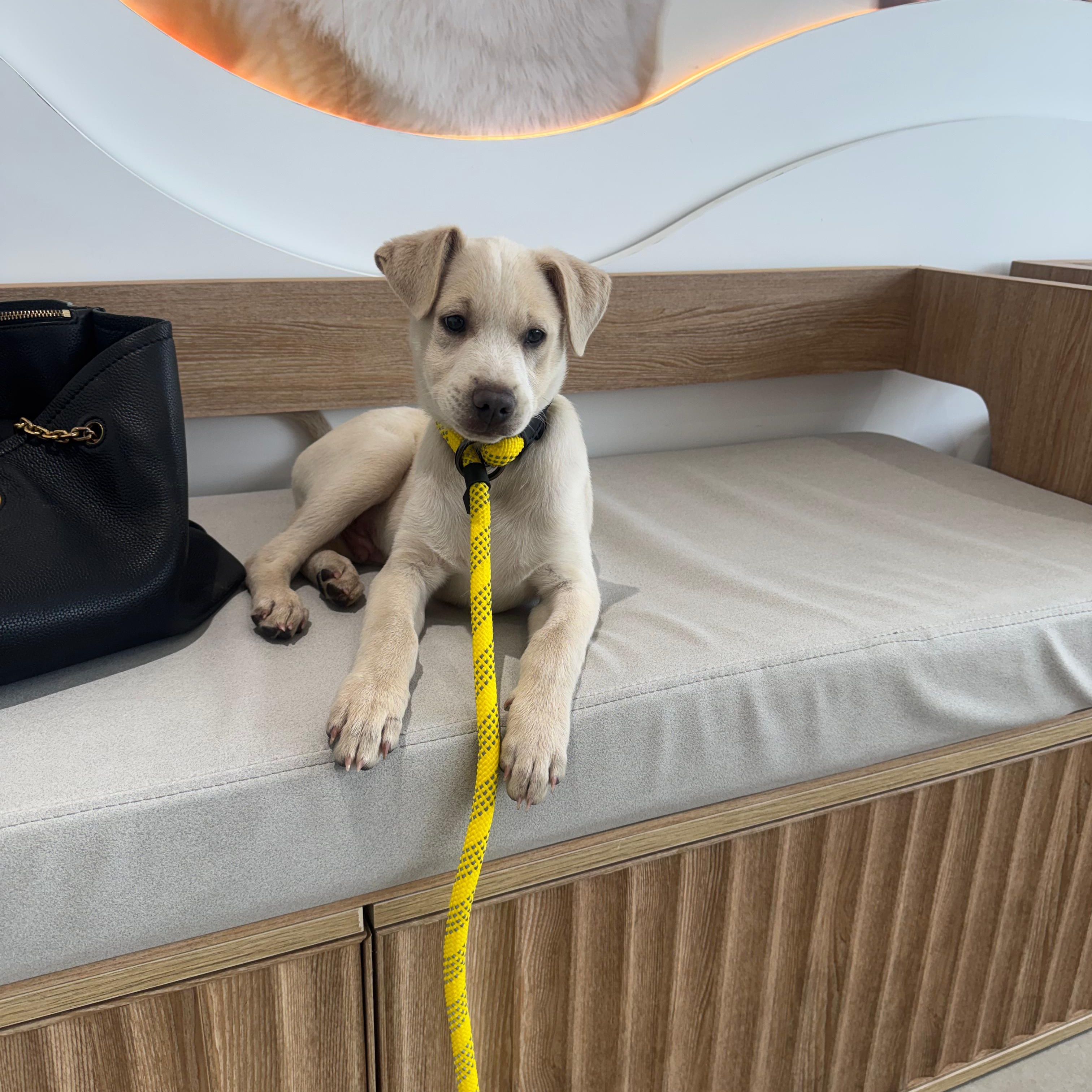 Blue, ADOPTABLE, Puppy Male Labrador Retriever.