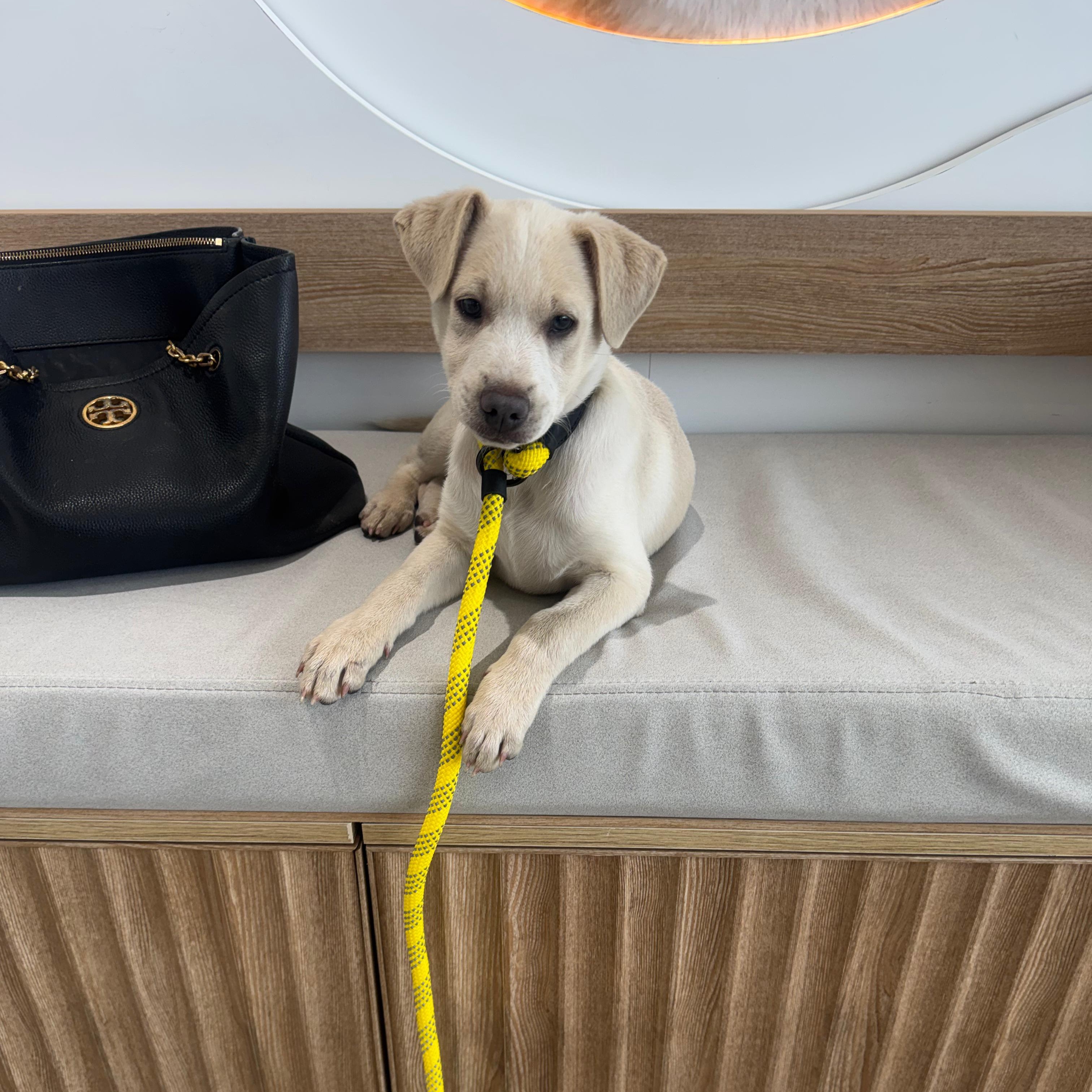 Enlarge Blue, a ADOPTABLE mixed breed in Miami, FL image 4/6