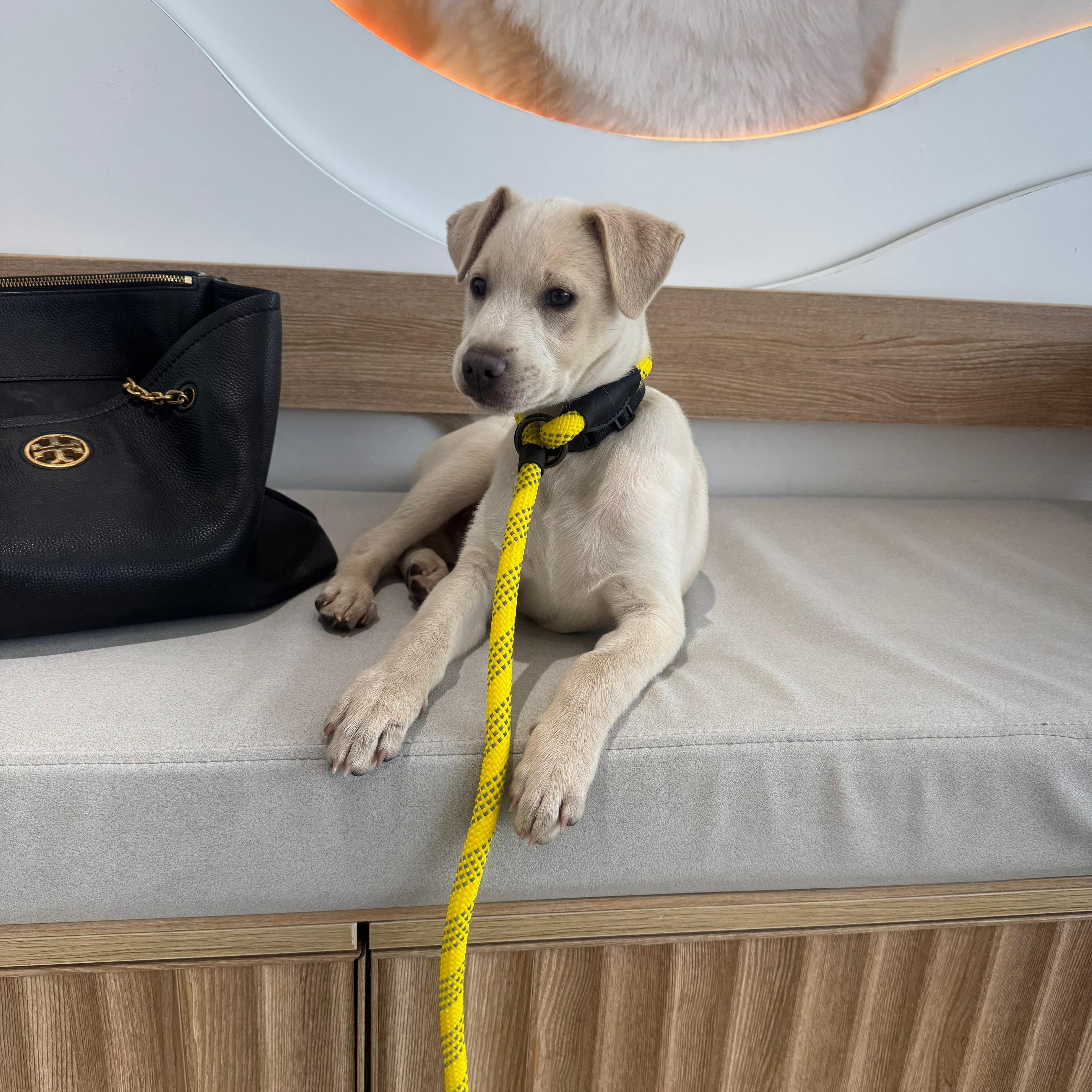 Enlarge Blue, a ADOPTABLE mixed breed in Miami, FL image 3/6