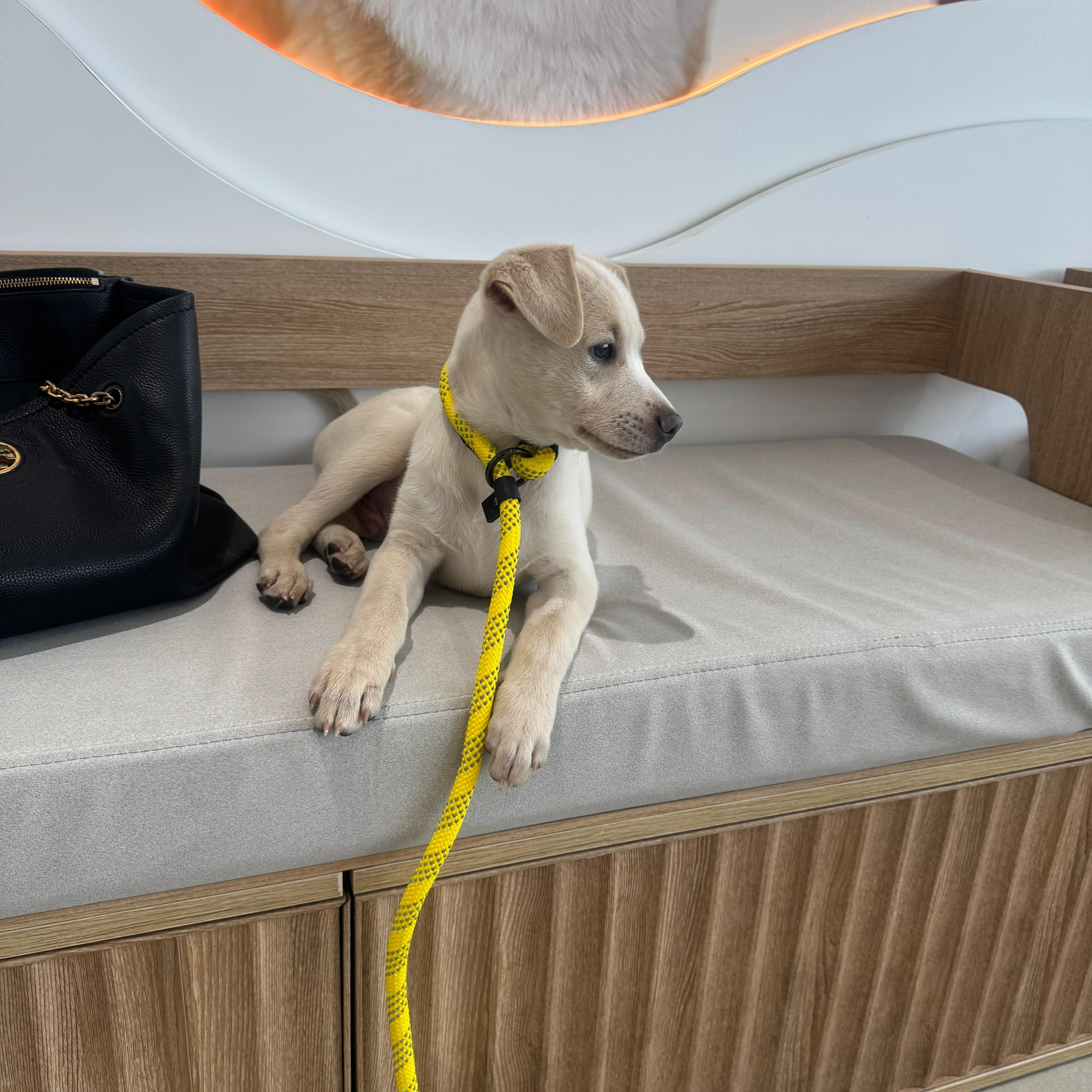 Enlarge Blue, a ADOPTABLE mixed breed in Miami, FL image 5/6