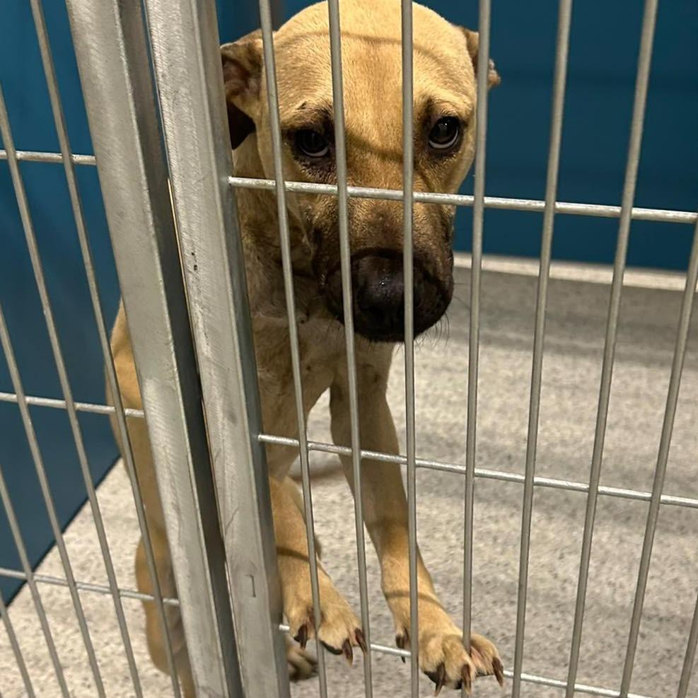 STAR  Available NOW - ADOPTION or RESCUE!, Adoptable, Adult Female Mixed Breed.