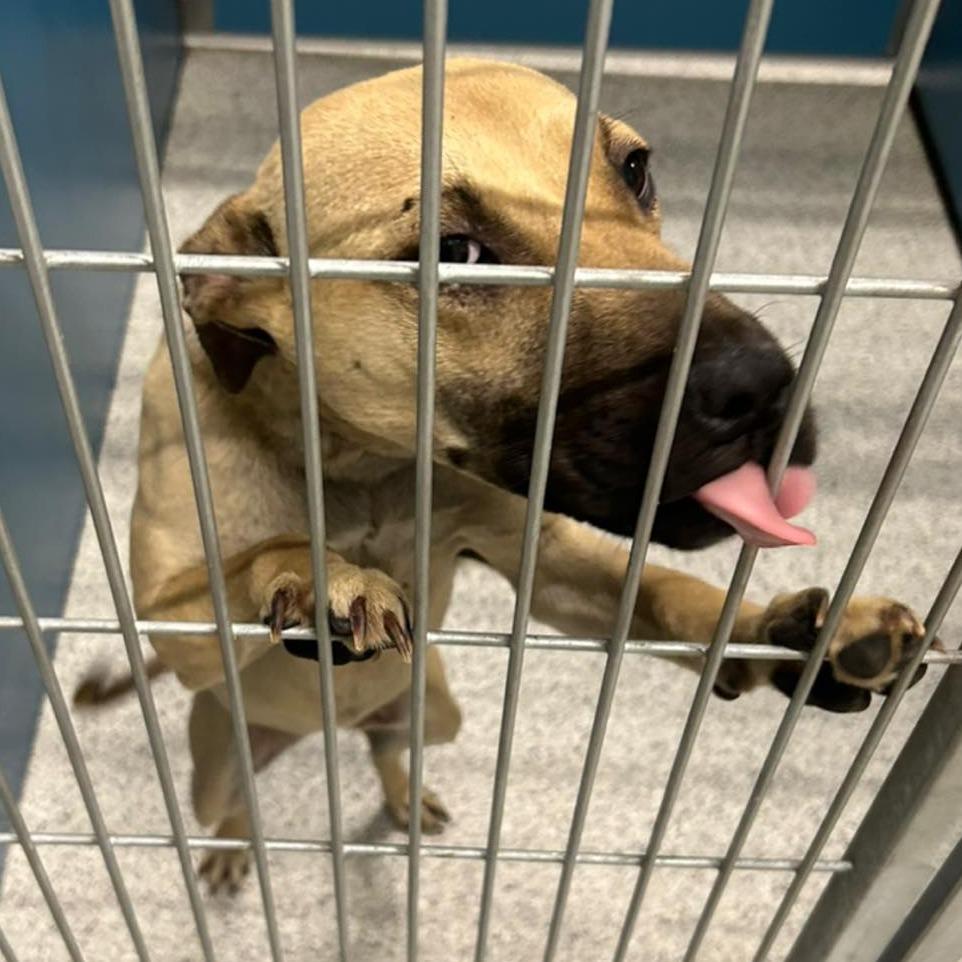 Enlarge STAR  Available NOW - ADOPTION or RESCUE!, a Adoptable Mixed Breed in Nashville, NC image 2/2