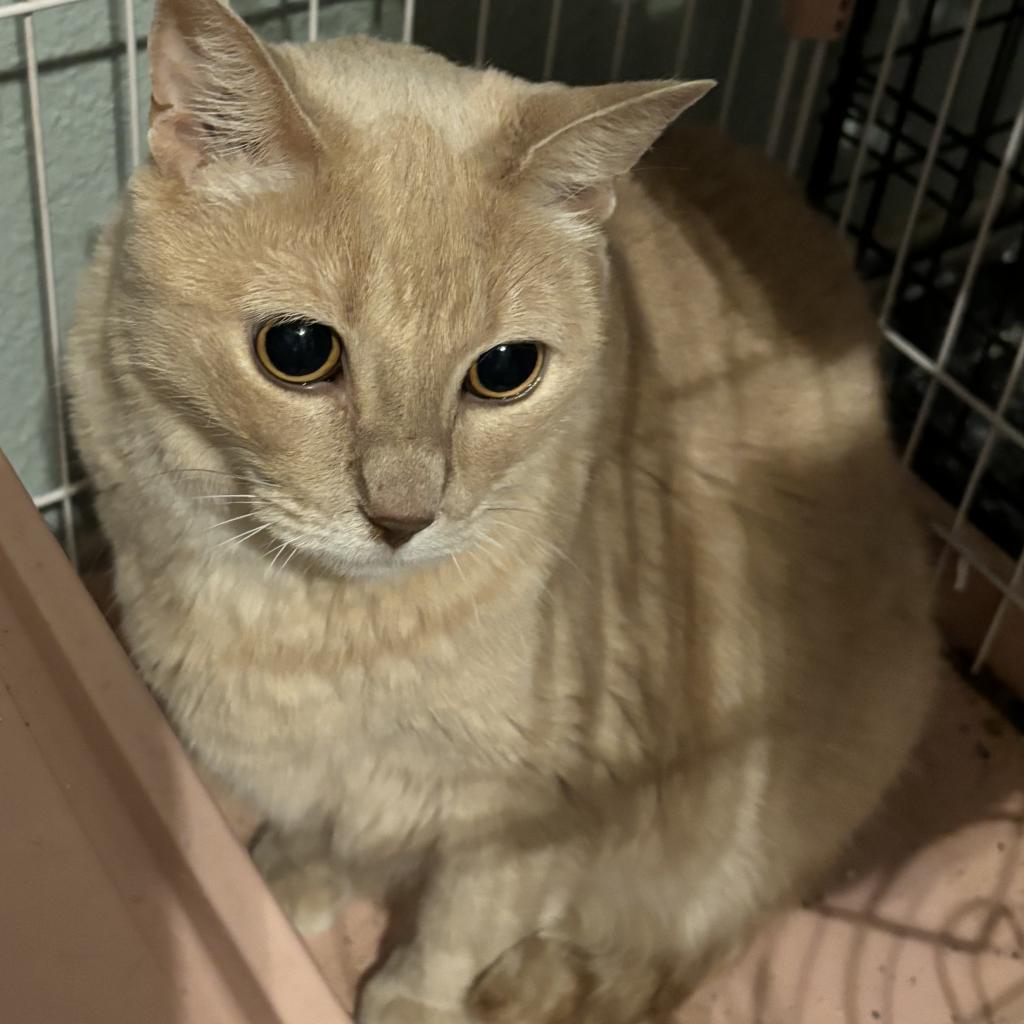 Nilla, Adoptable, Senior Female Domestic Short Hair.