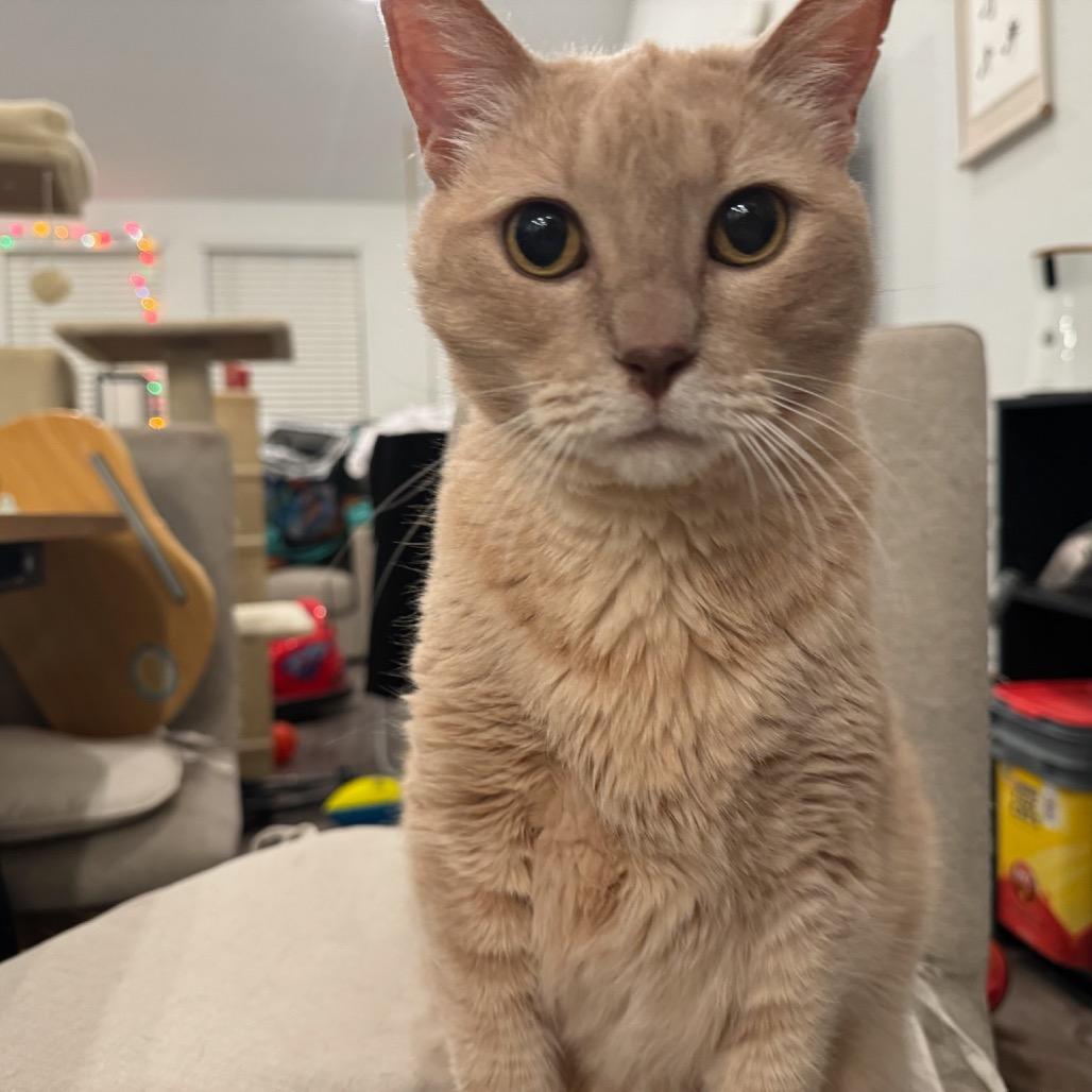 Enlarge Nilla, a Adoptable Domestic Short Hair in Katy, TX image 2/6