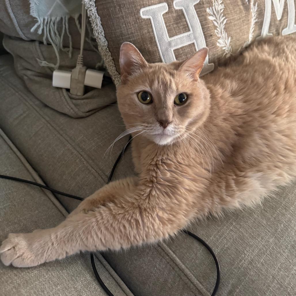 Enlarge Nilla, a Adoptable Domestic Short Hair in Katy, TX image 3/6