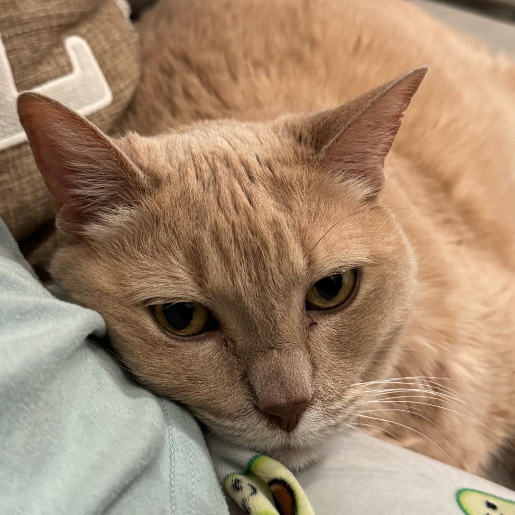 Enlarge Nilla, a Adoptable Domestic Short Hair in Katy, TX image 4/6