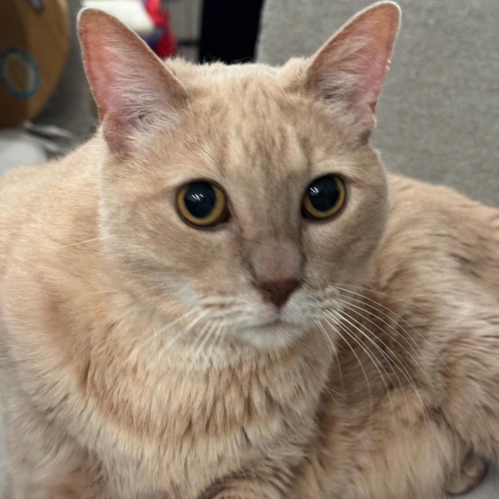 Enlarge Nilla, a Adoptable Domestic Short Hair in Katy, TX image 5/6