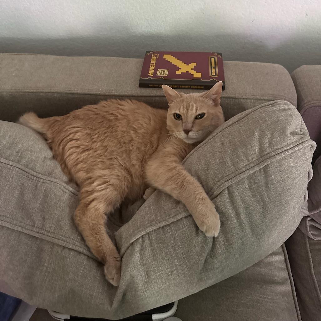 Enlarge Nilla, a Adoptable Domestic Short Hair in Katy, TX image 6/6