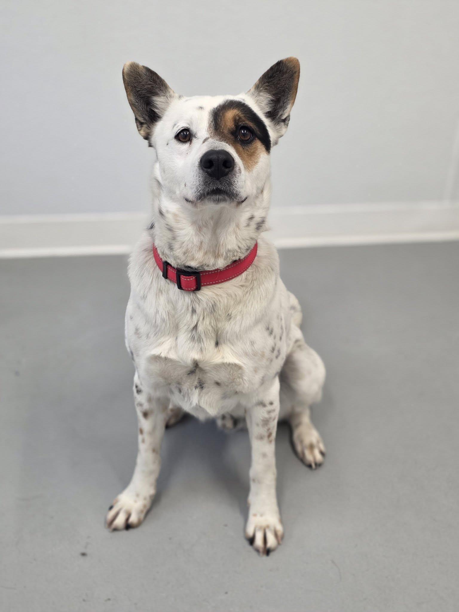 Boogey, adopted, Adult Male Australian Cattle Dog / Blue Heeler.