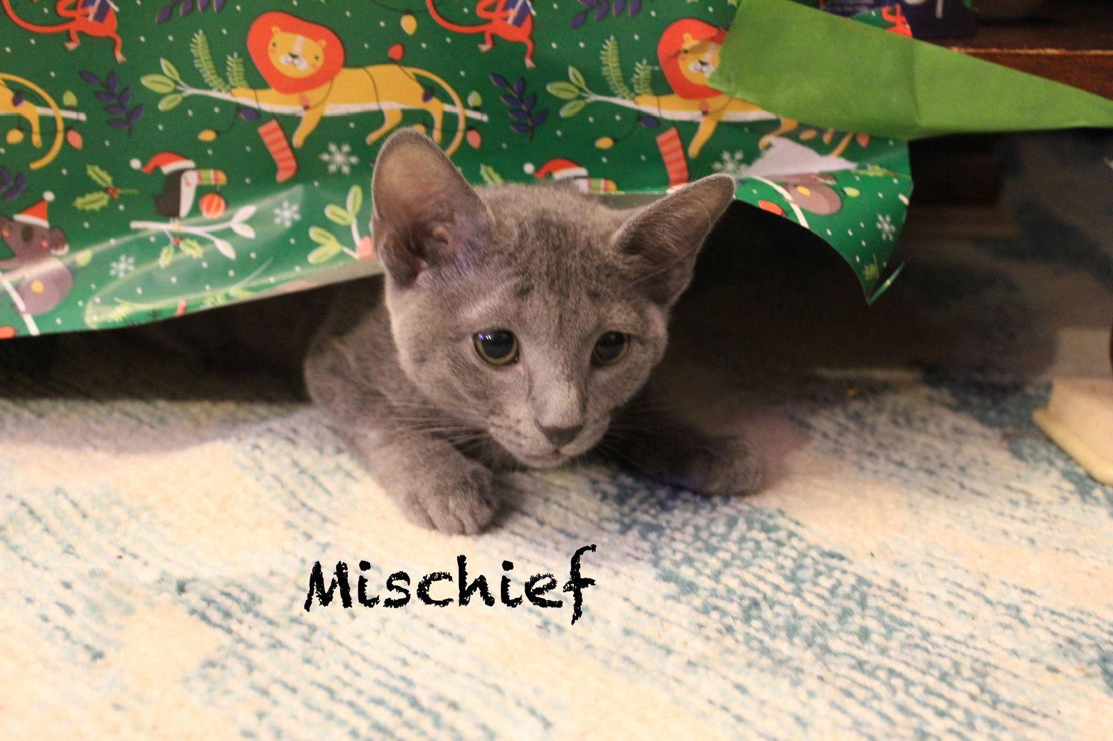 Mischief, Adopted, Kitten Female Tabby.