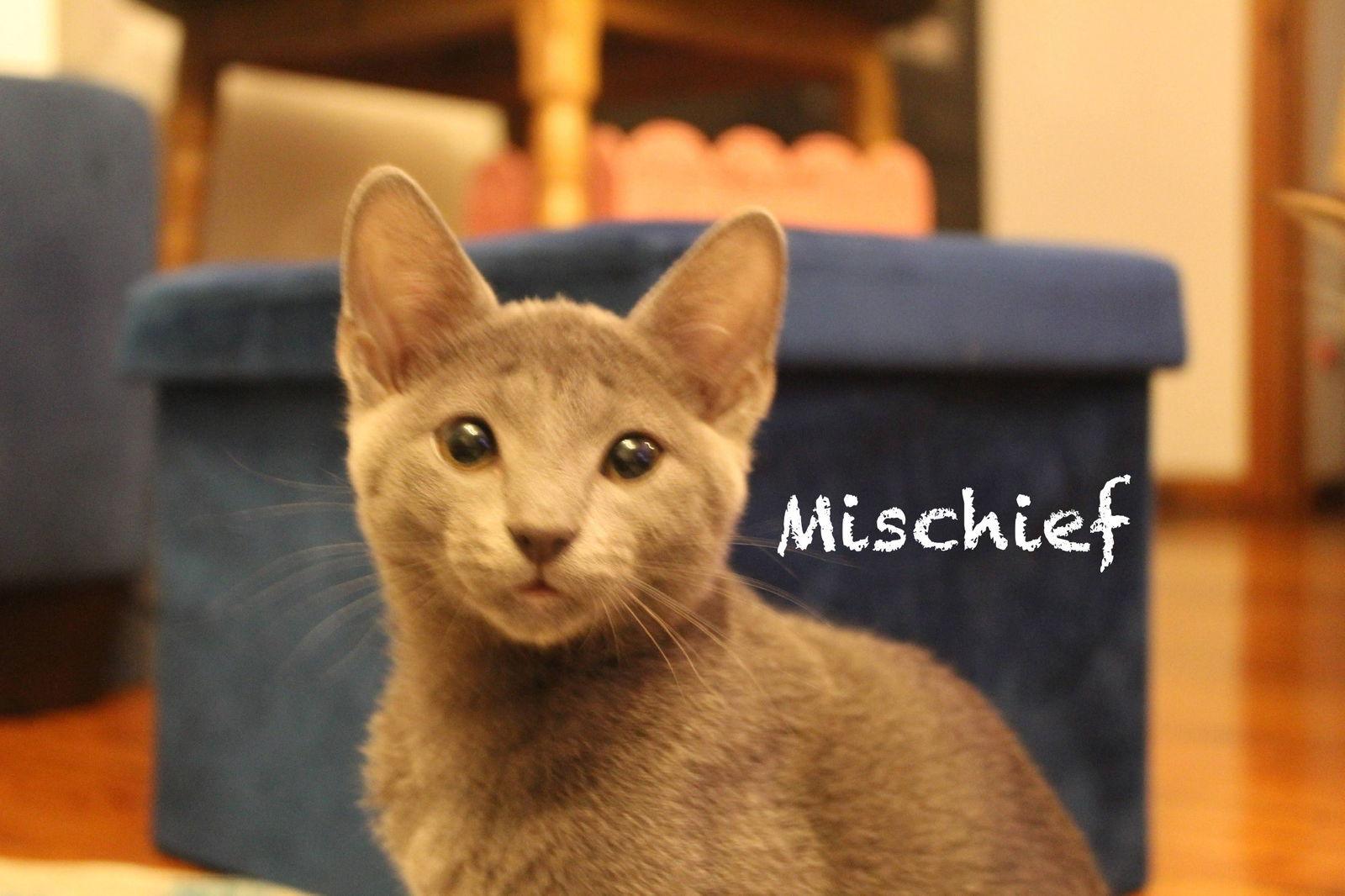 Enlarge Mischief, a Adopted Tabby in Maywood, IL image 2/3