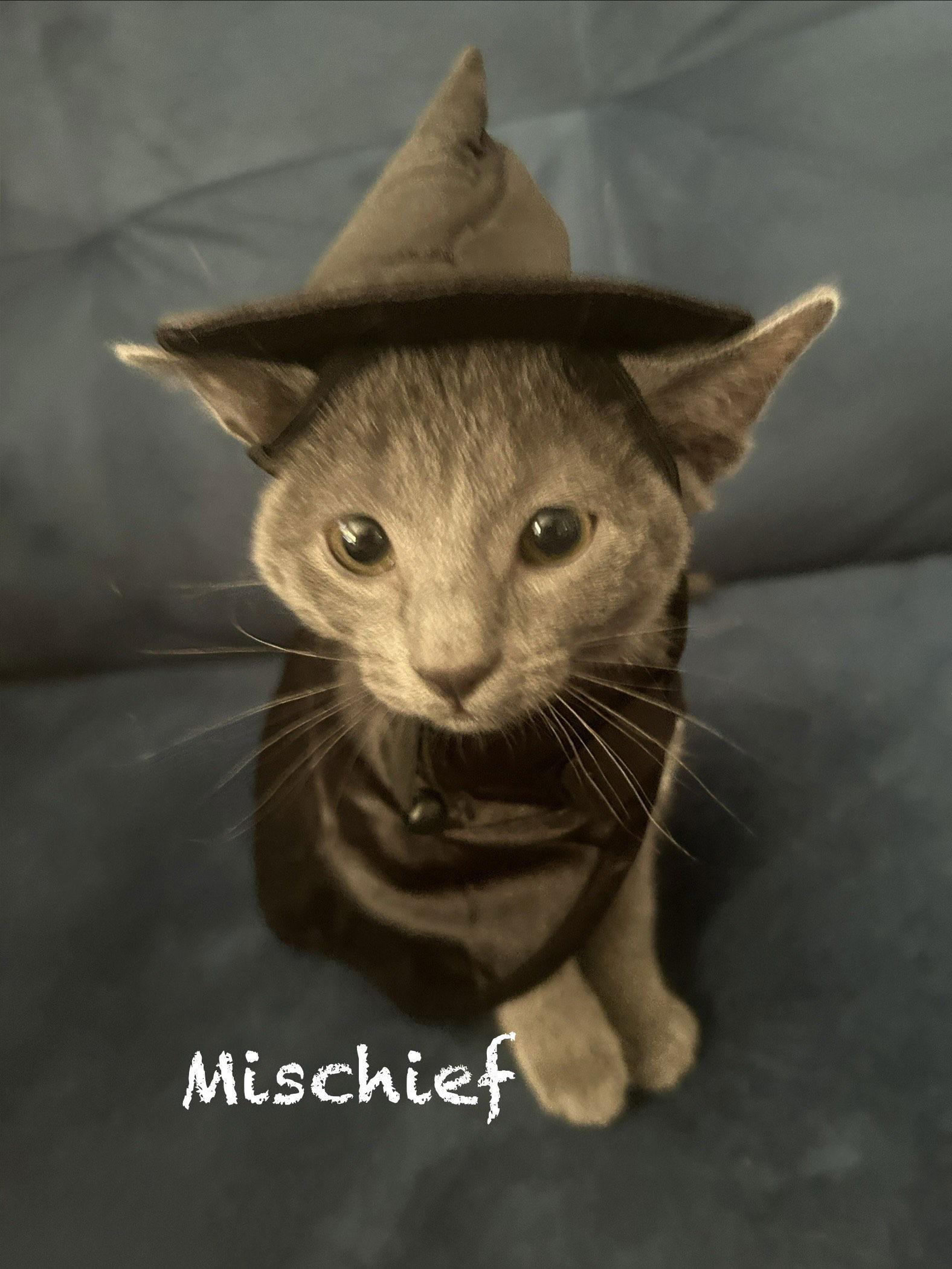 Enlarge Mischief, a Adopted Tabby in Maywood, IL image 3/3