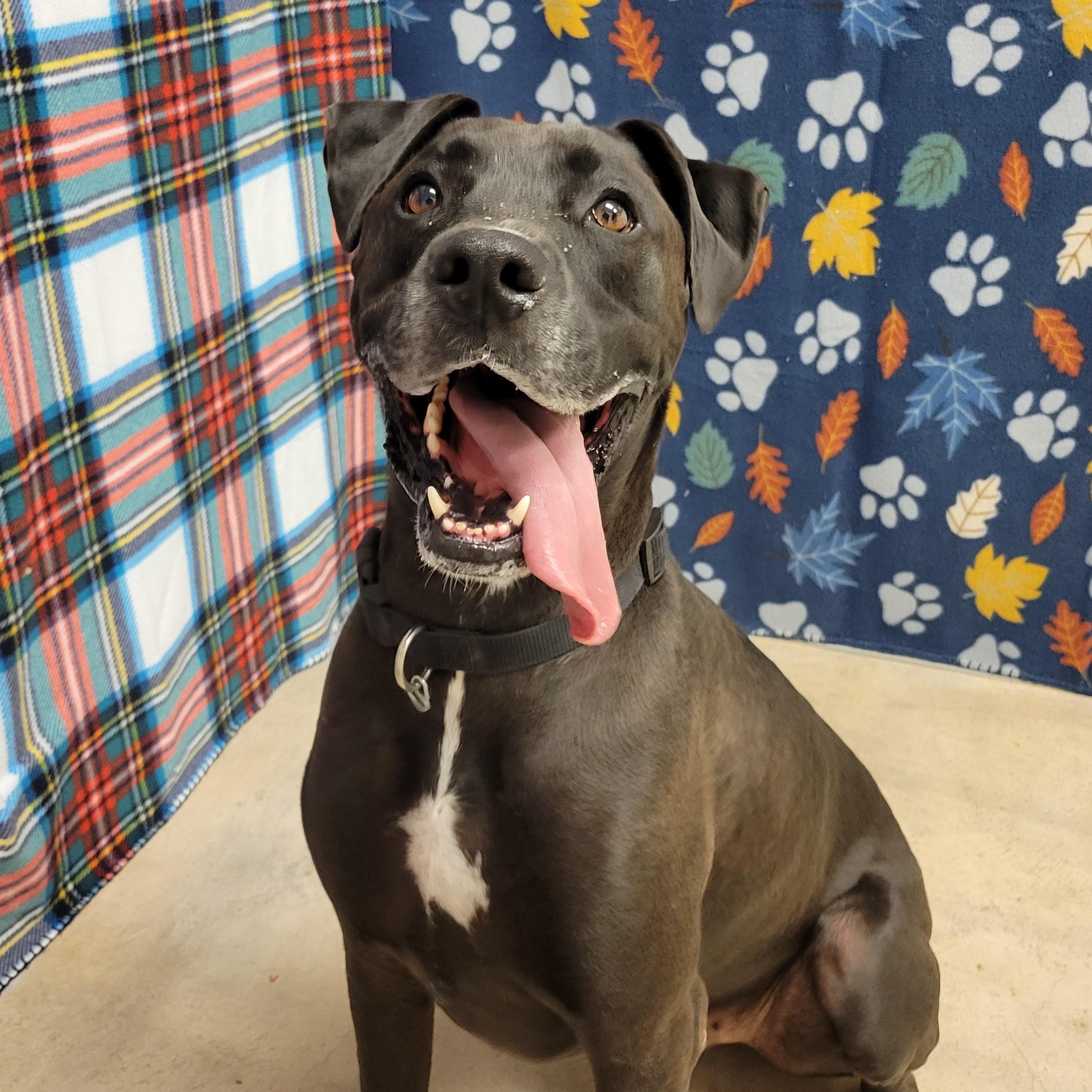 Enlarge Kane, a ADOPTABLE mixed breed in ALPINE, TX image 4/5