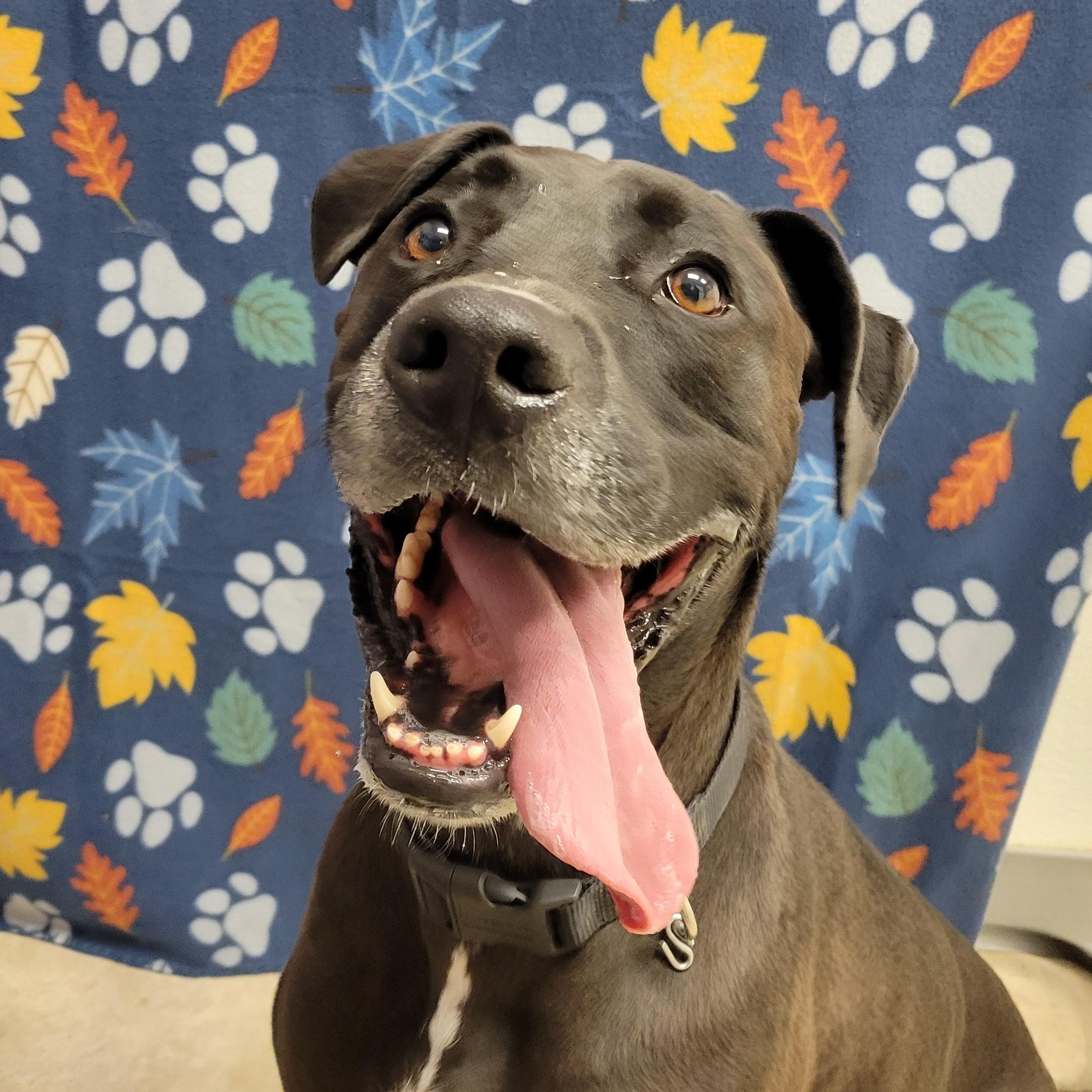 Kane, ADOPTABLE, Adult Male Great Dane.