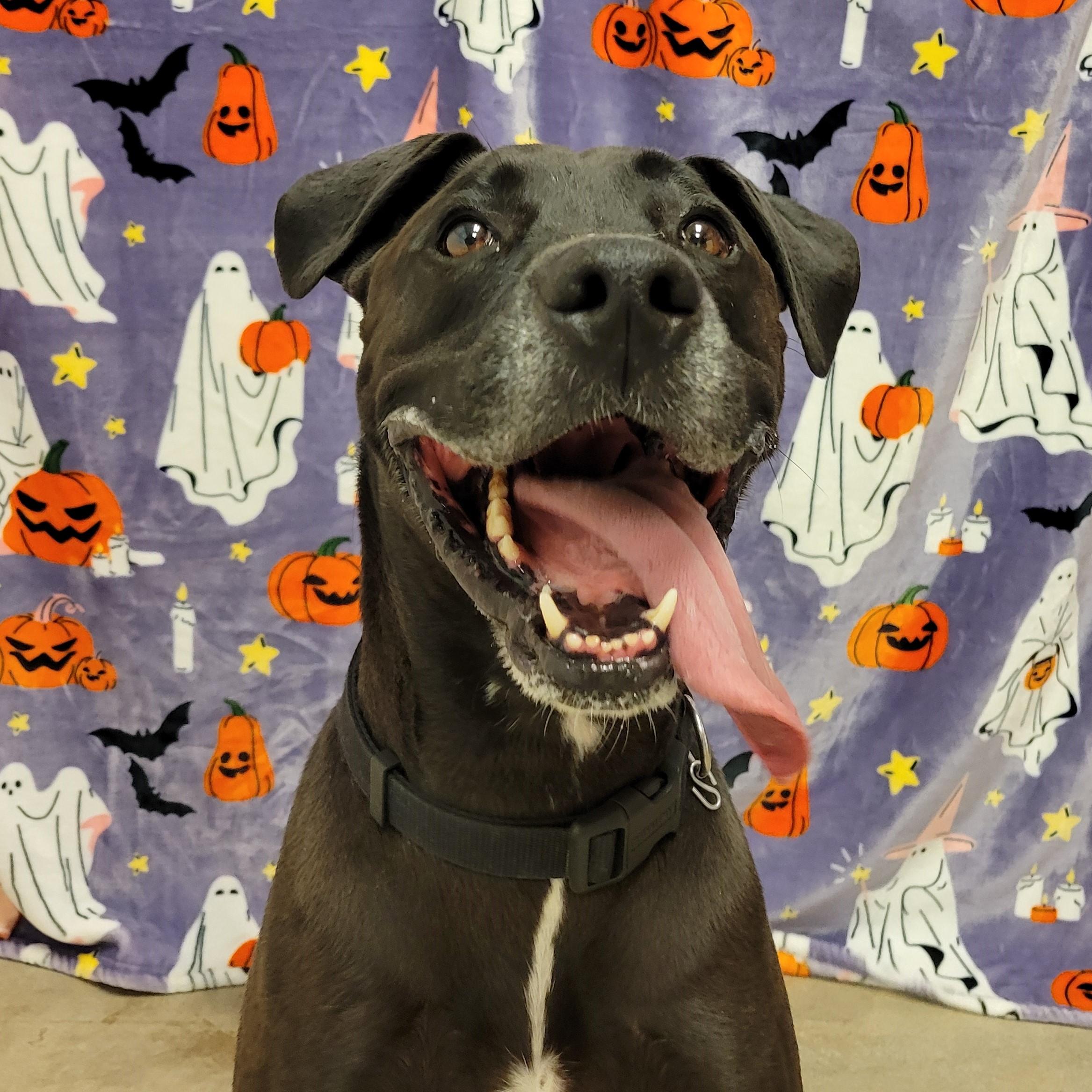 Enlarge Kane, a ADOPTABLE mixed breed in ALPINE, TX image 3/5