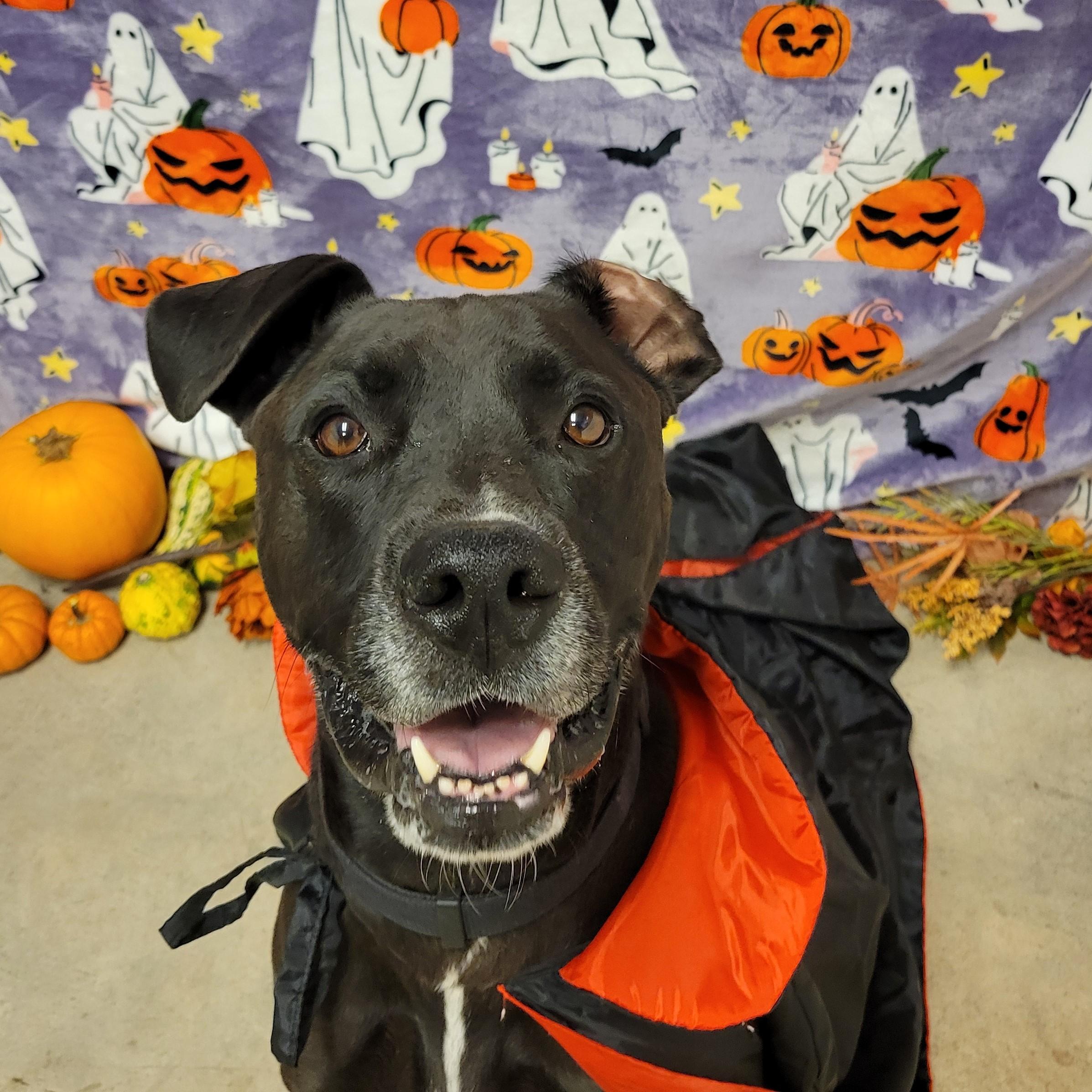 Enlarge Kane, a Adoptable mixed breed in ALPINE, TX image 3/6