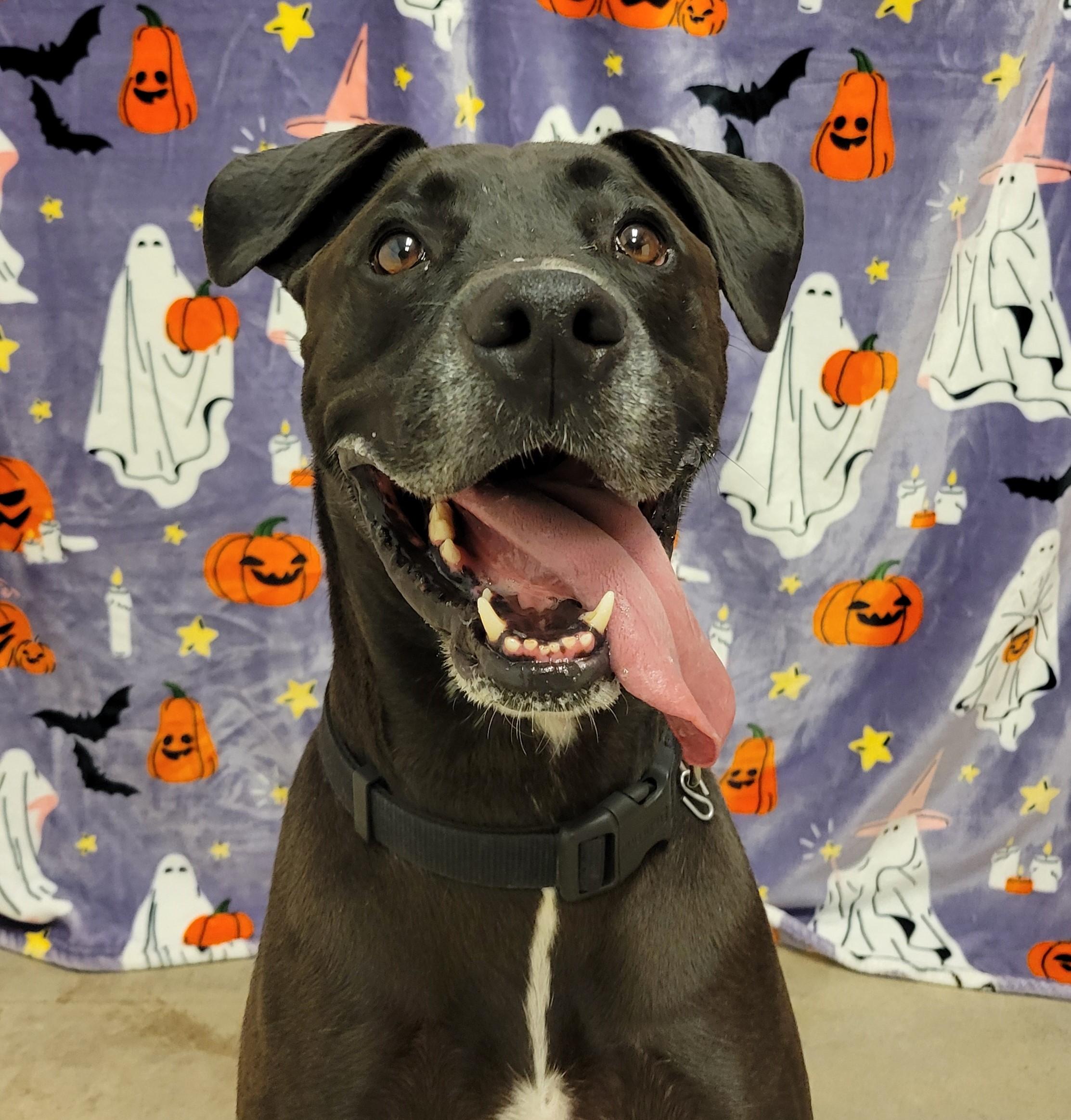 Enlarge Kane, a ADOPTABLE mixed breed in ALPINE, TX image 5/5