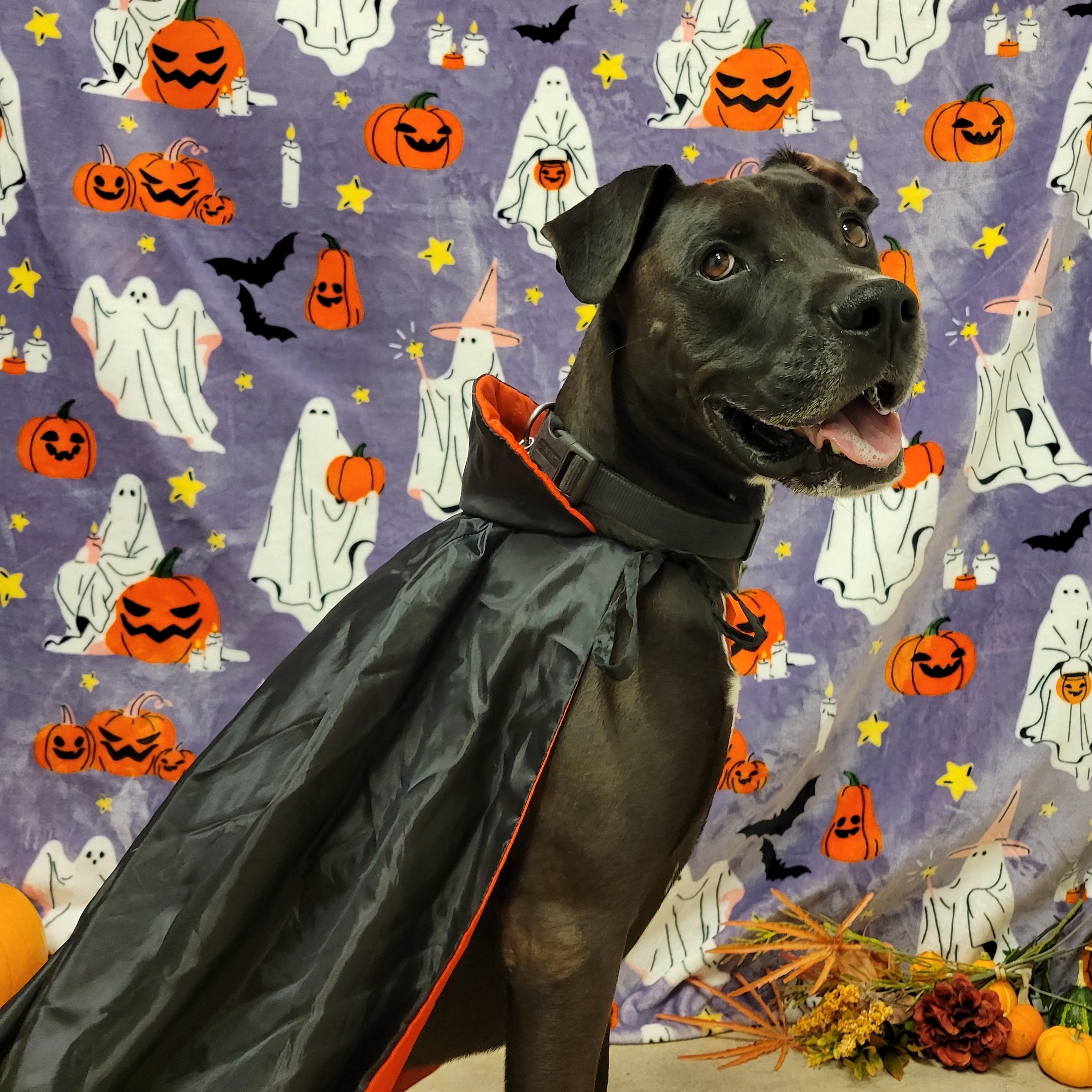 Kane, Adoptable, Adult Male Great Dane.