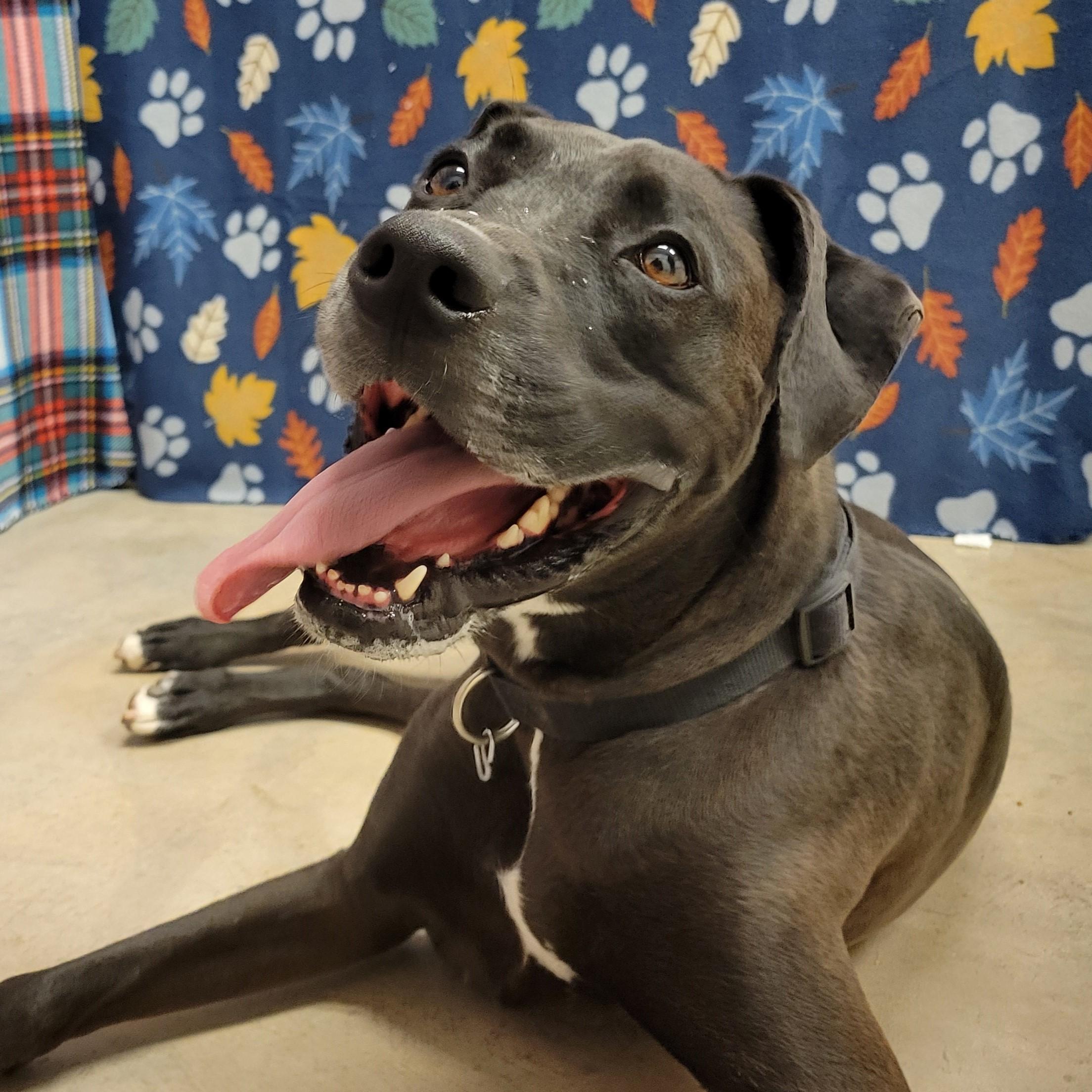 Enlarge Kane, a ADOPTABLE mixed breed in ALPINE, TX image 2/5