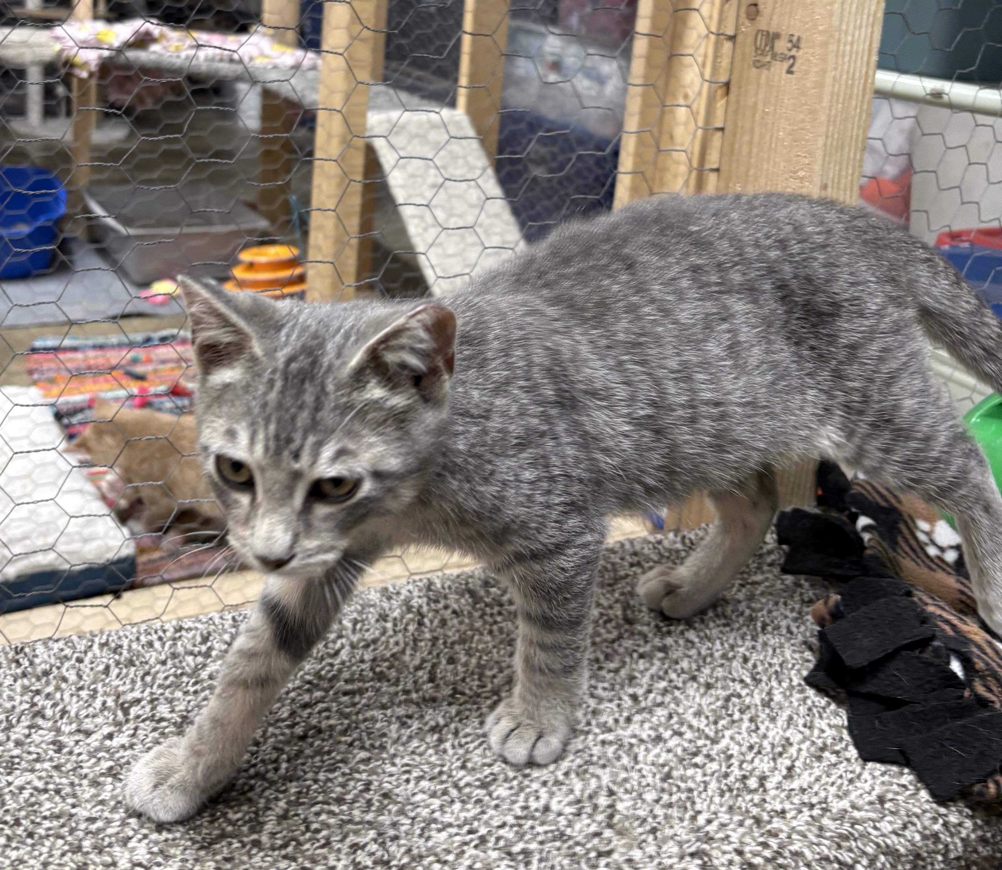 Clansy, a ADOPTABLE Domestic Short Hair in Faribault, MN image 3/3