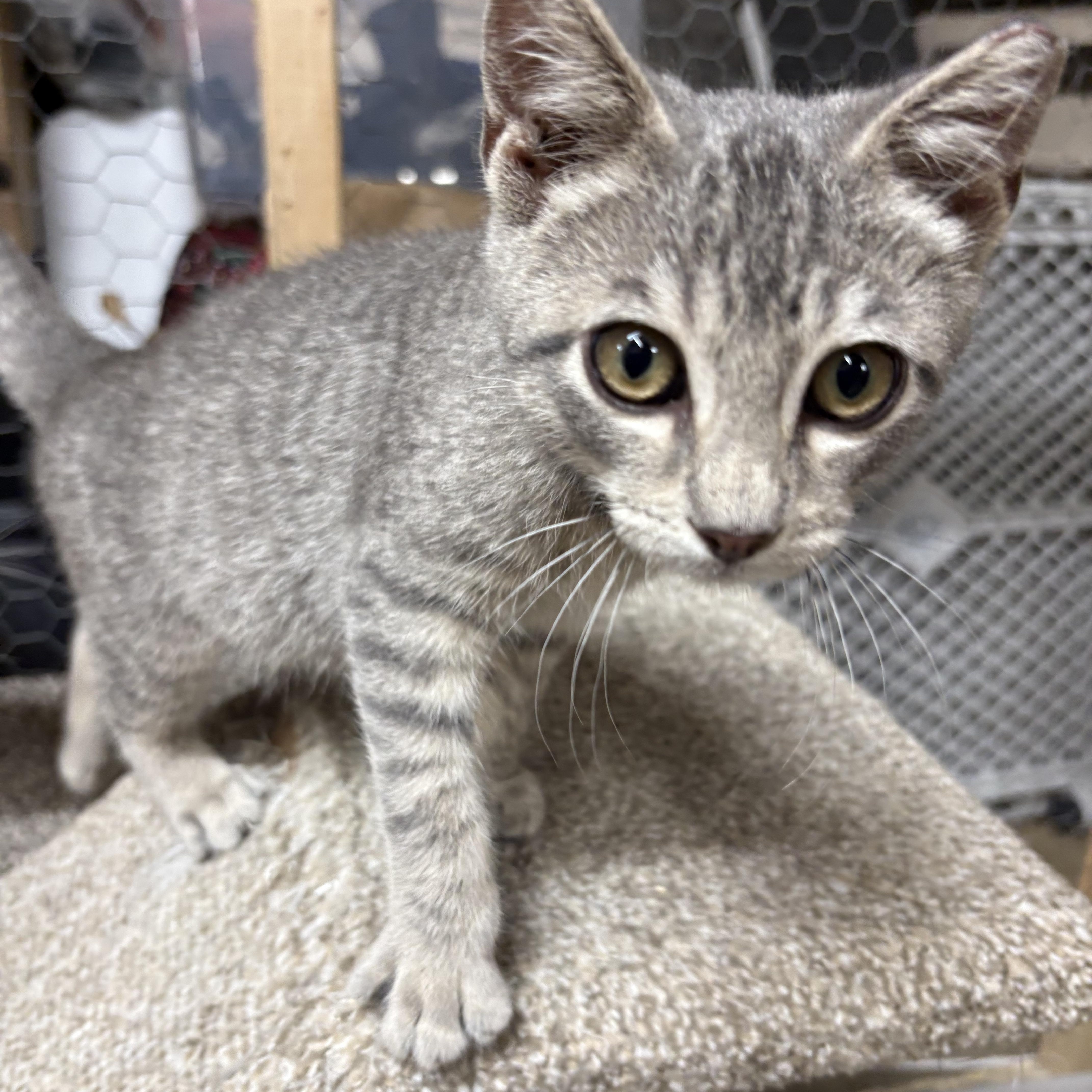 Clansy, a ADOPTABLE Domestic Short Hair in Faribault, MN image 2/3
