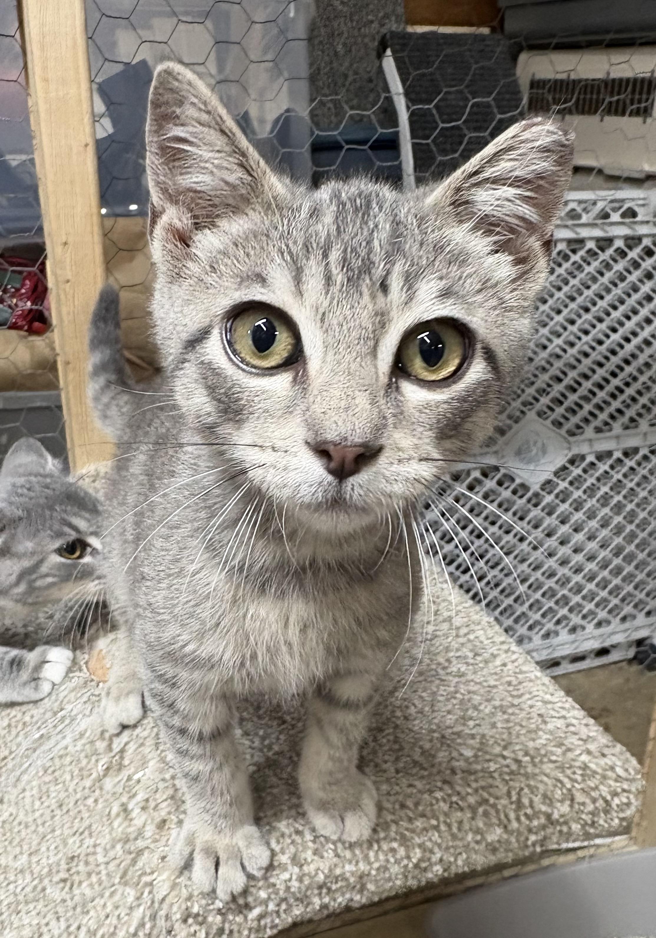 Clansy, a ADOPTABLE Domestic Short Hair in Faribault, MN image 1/3