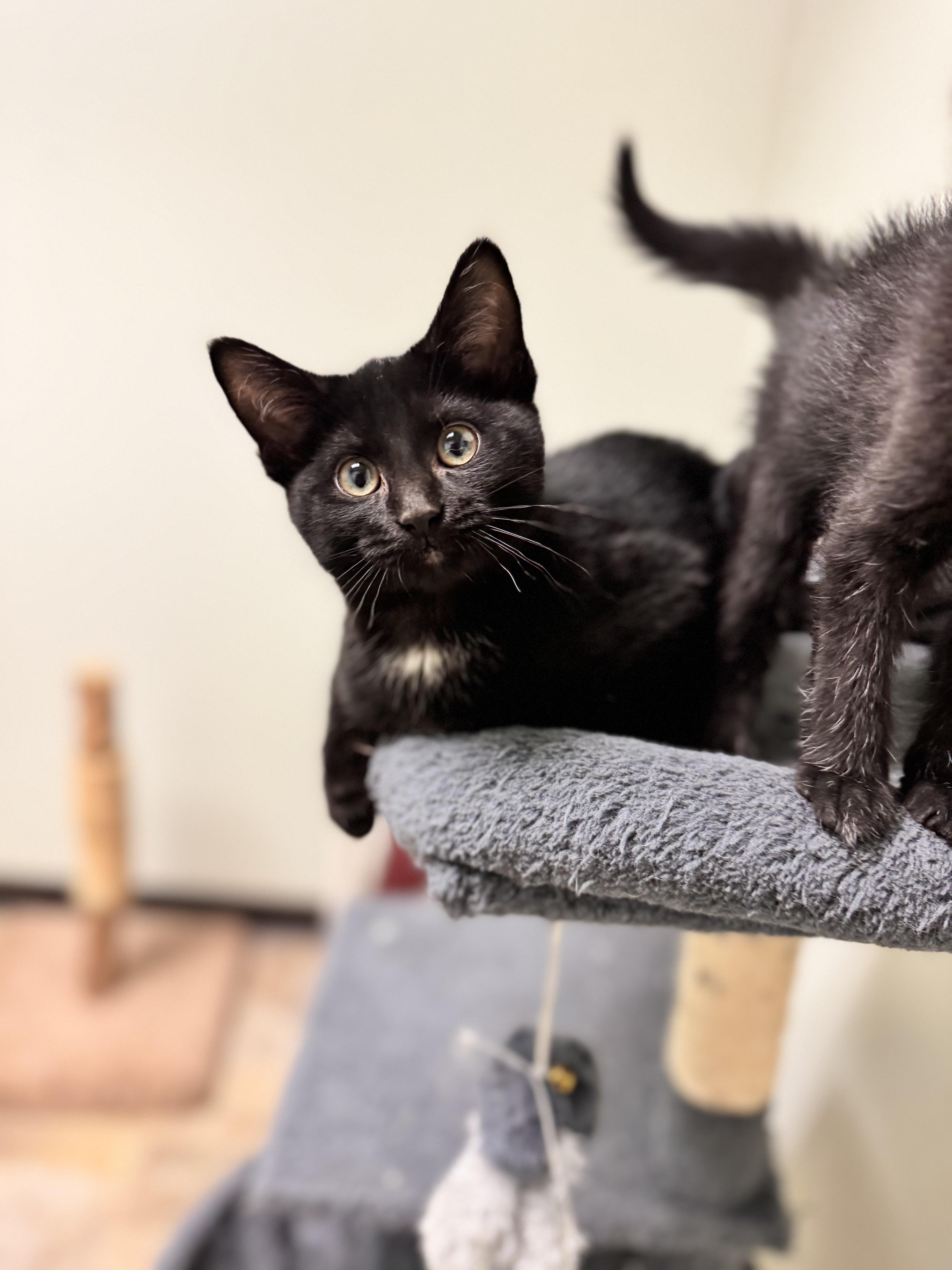 Dish, adopted, Kitten Female Domestic Short Hair.