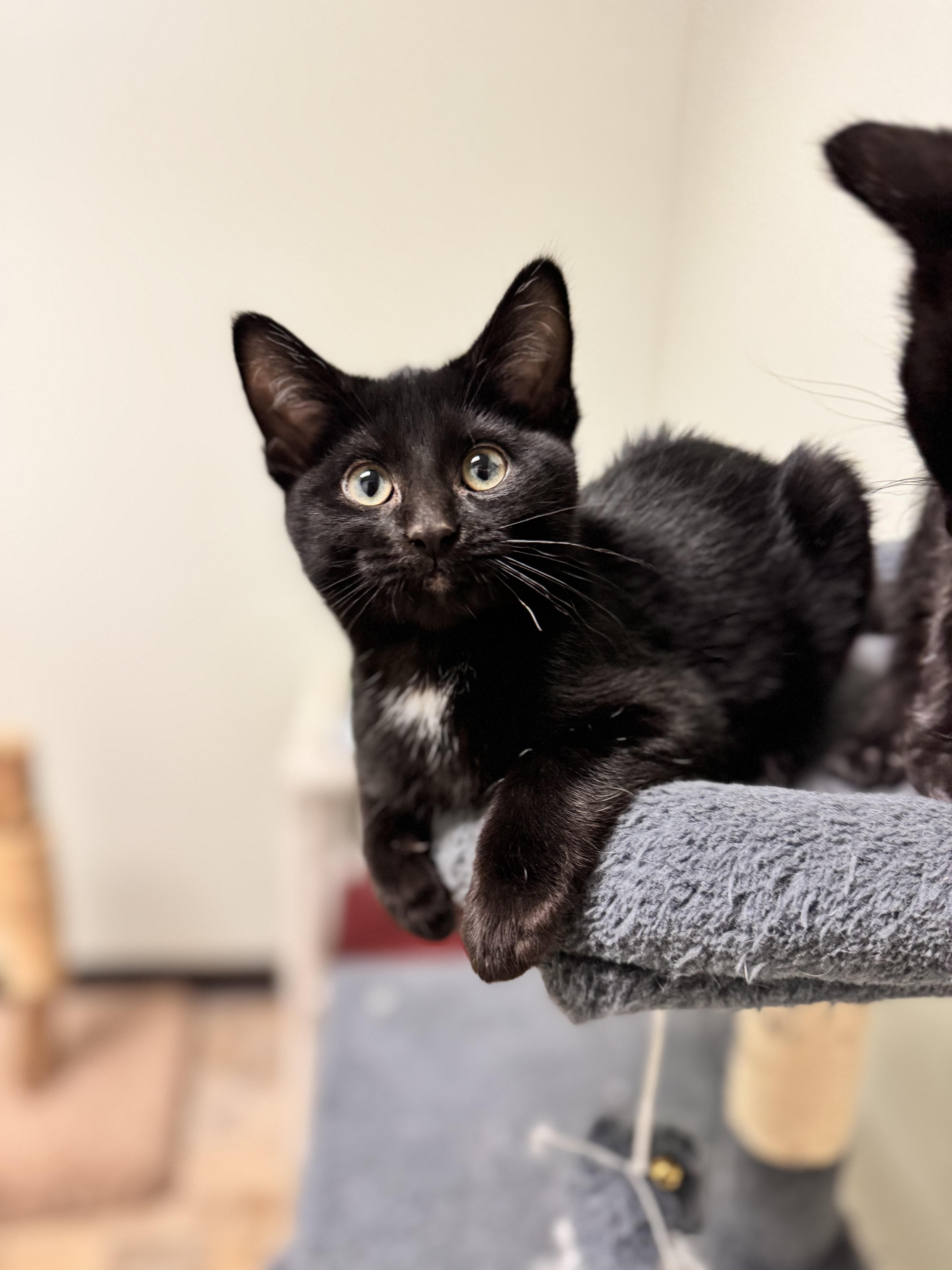 Dish, an adopted Domestic Short Hair in Dodgeville, WI image 2/3