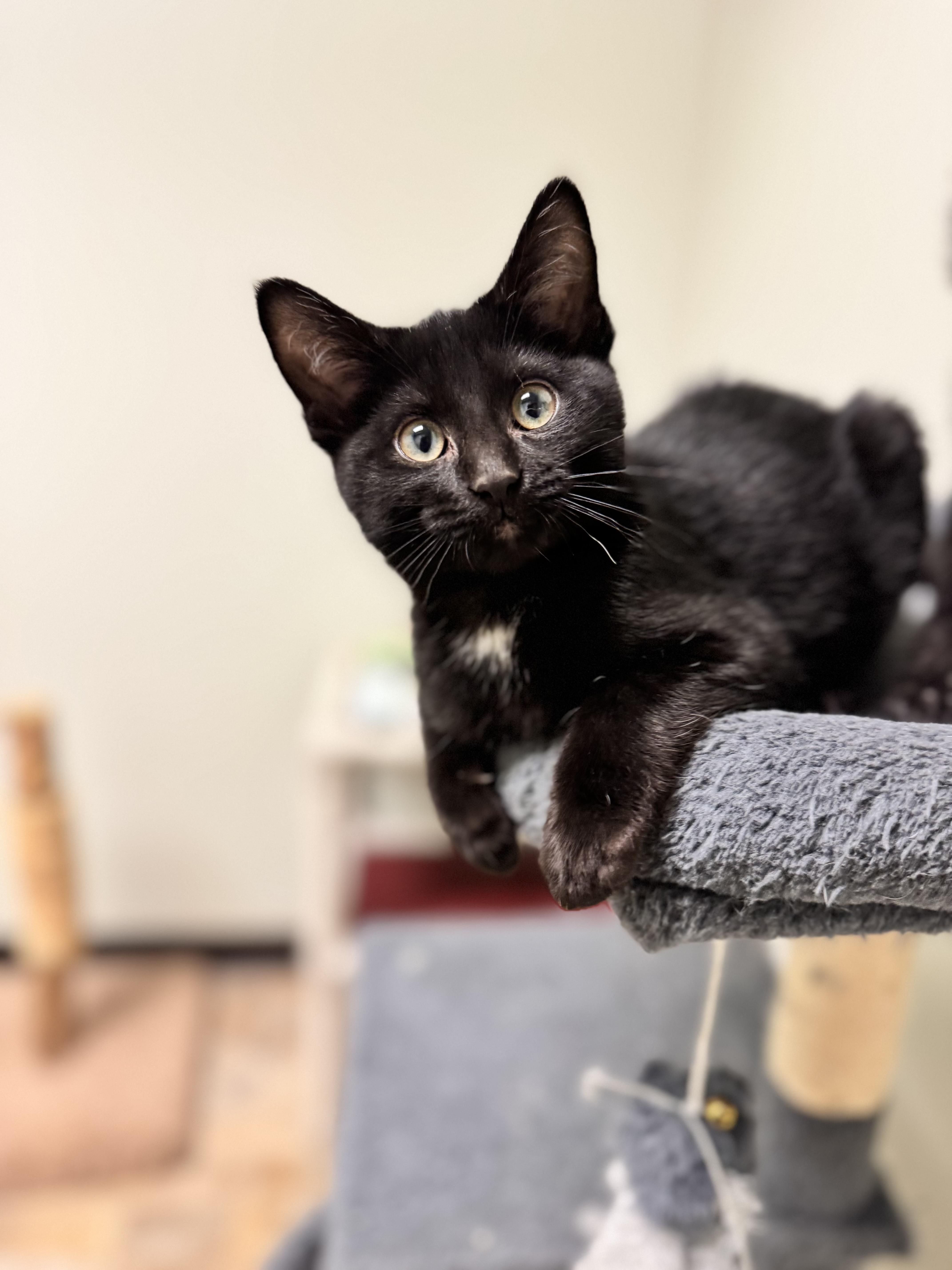 Dish, an adopted Domestic Short Hair in Dodgeville, WI image 3/3