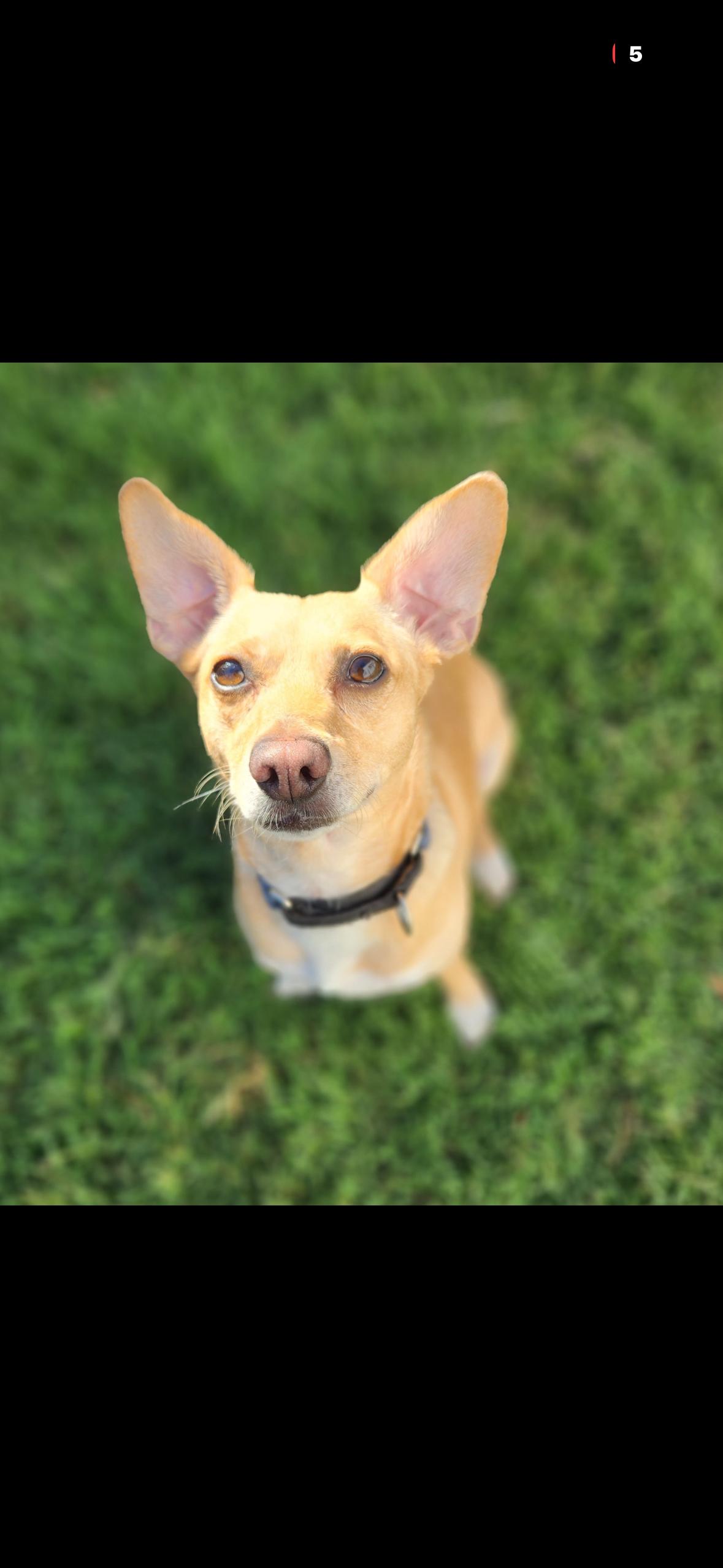 Enlarge Bing, an adopted mixed breed in Hayward, CA image 2/4