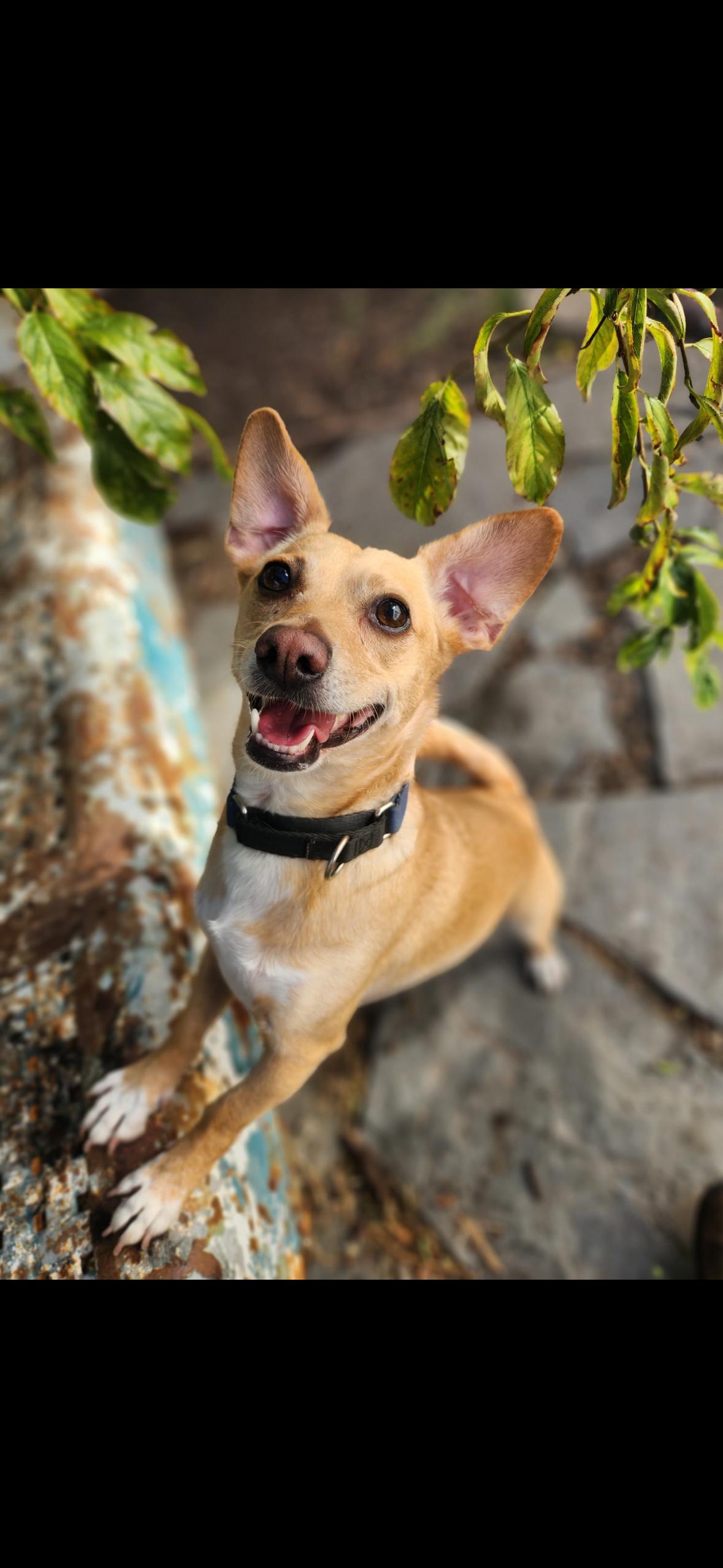 Bing, adopted, Young Male Chihuahua & Dachshund.