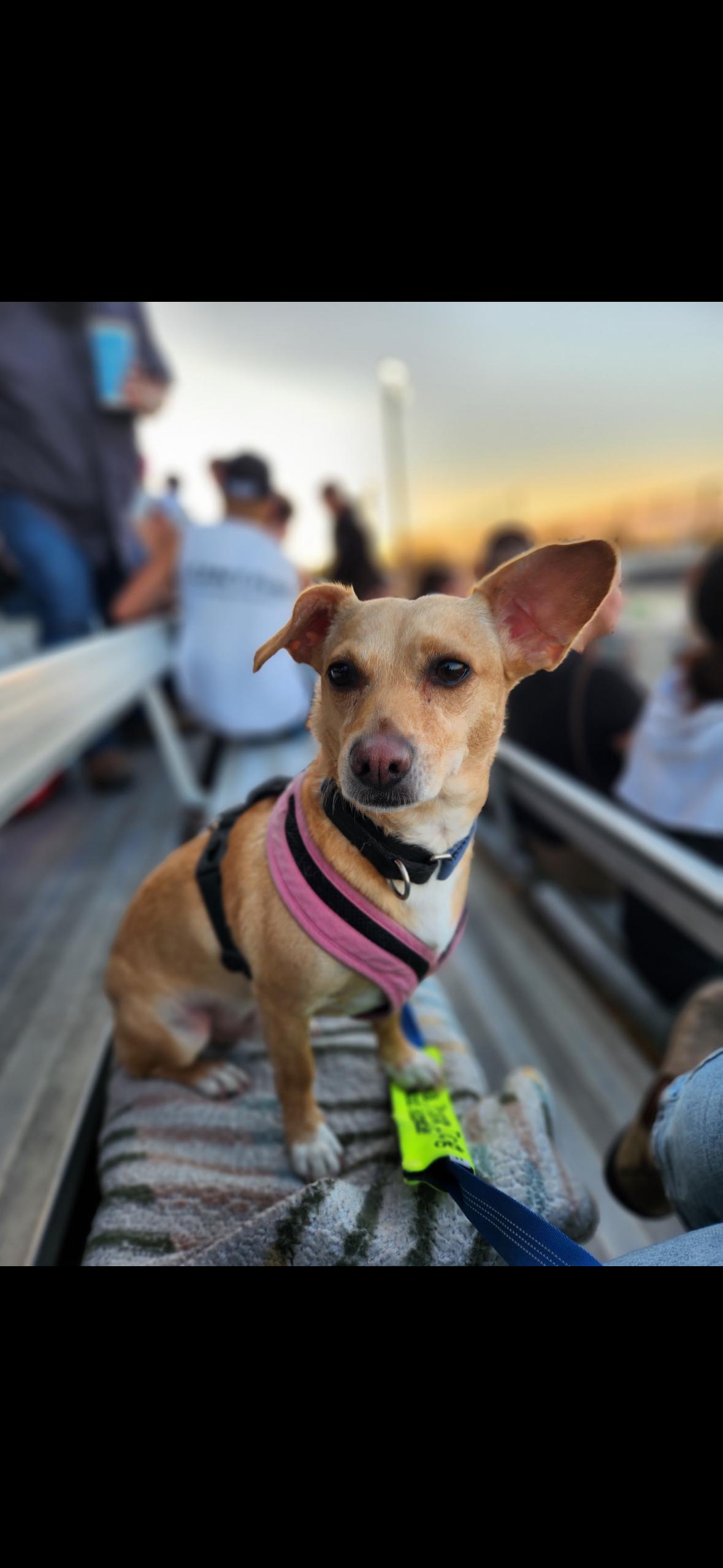 Enlarge Bing, an adopted mixed breed in Hayward, CA image 3/4