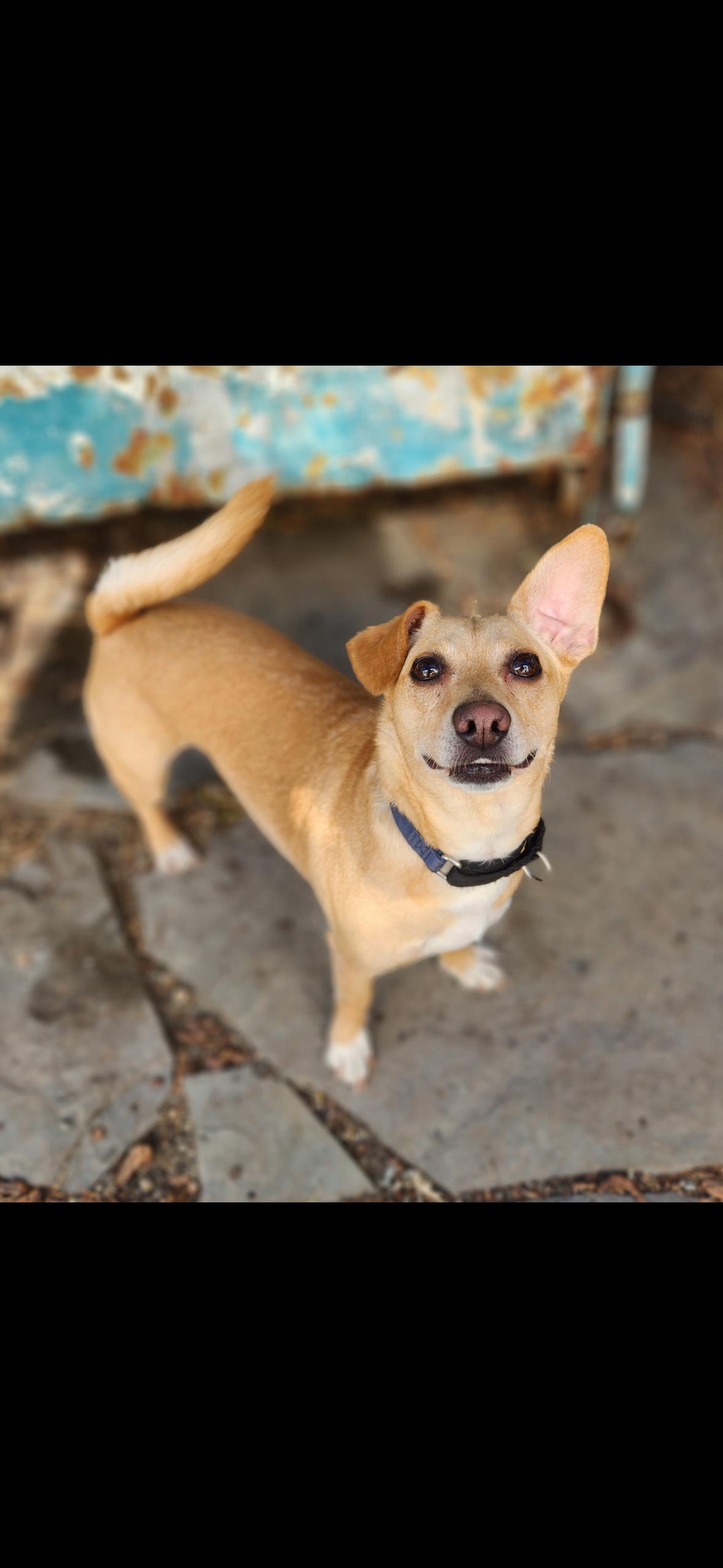 Enlarge Bing, an adopted mixed breed in Hayward, CA image 4/4