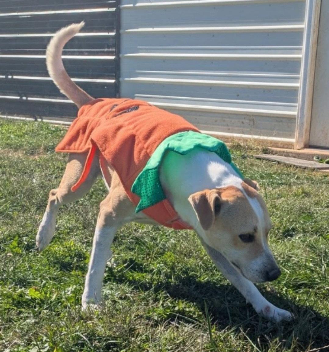 George, Adoptable, Young Male Labrador Retriever & Hound.