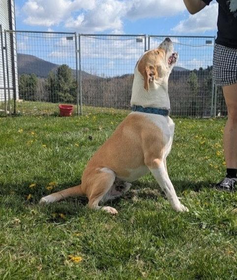 Enlarge George, a Adoptable mixed breed in Westminster, MD image 2/3