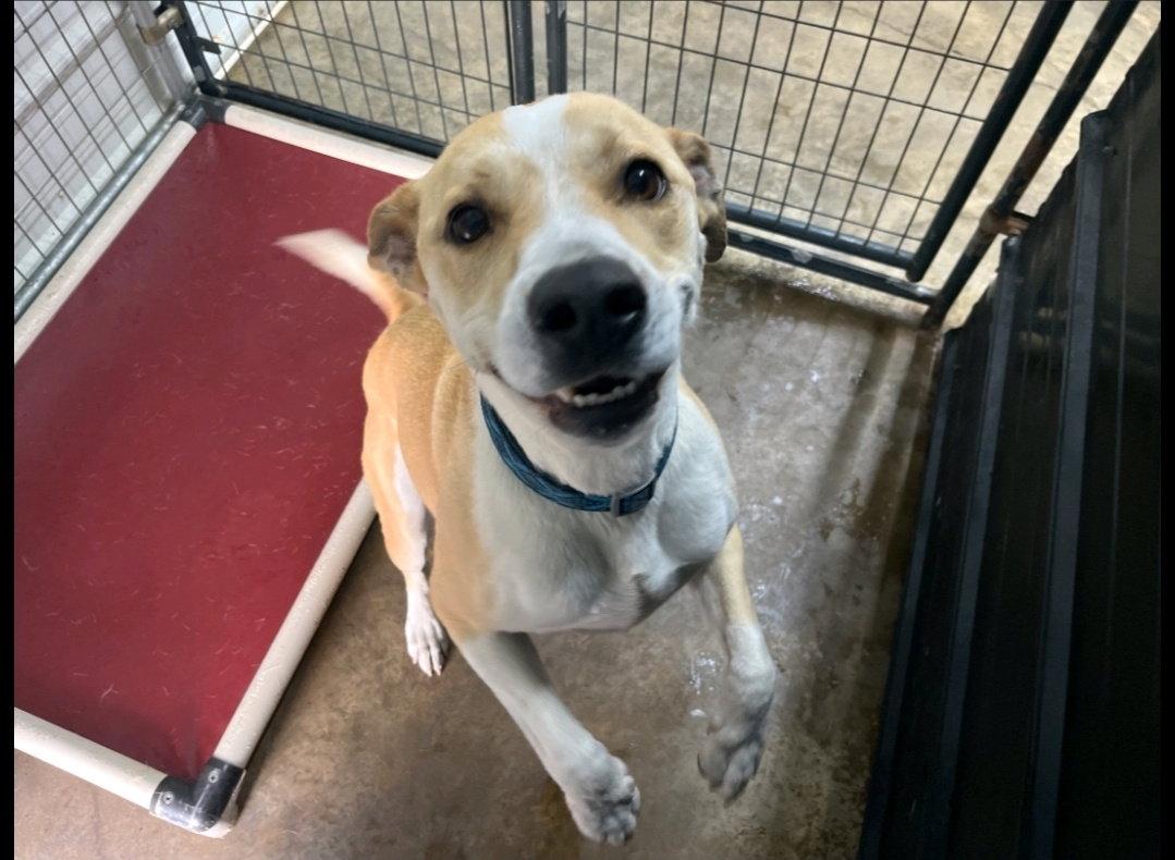 Enlarge George, a Adoptable mixed breed in Westminster, MD image 3/3