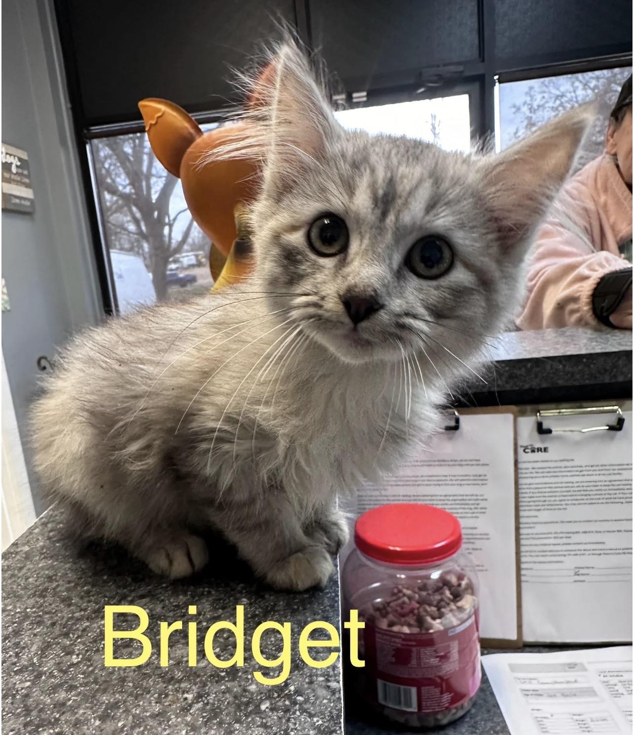 Enlarge Bridget , an adopted Domestic Medium Hair in Dyersburg, TN image 1/1