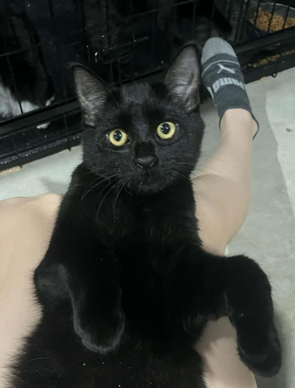 Blossom, ADOPTABLE, Young Female Domestic Short Hair.