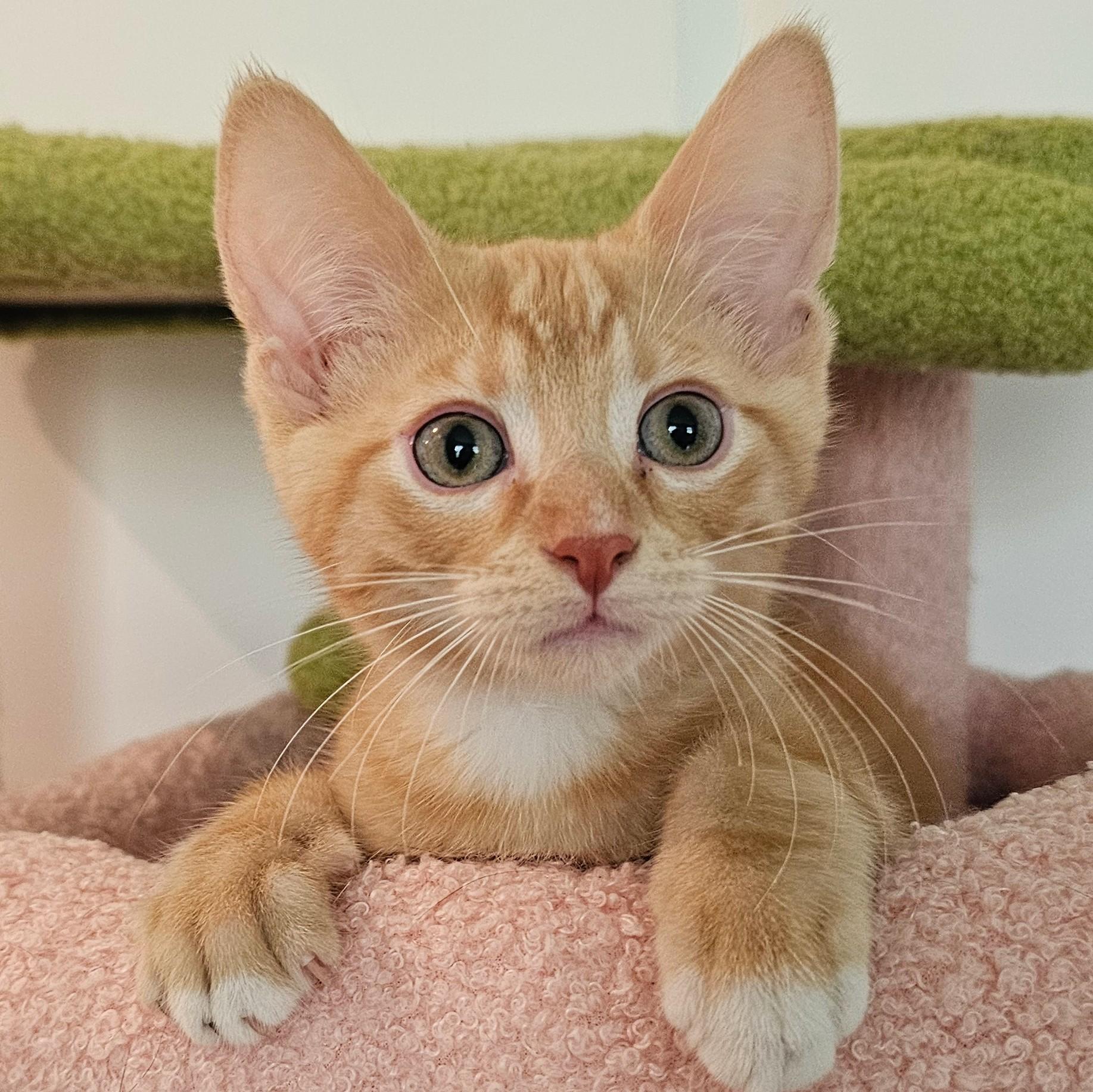 Phineas and Ferb, an adopted Tabby in Chicago, IL image 3/6