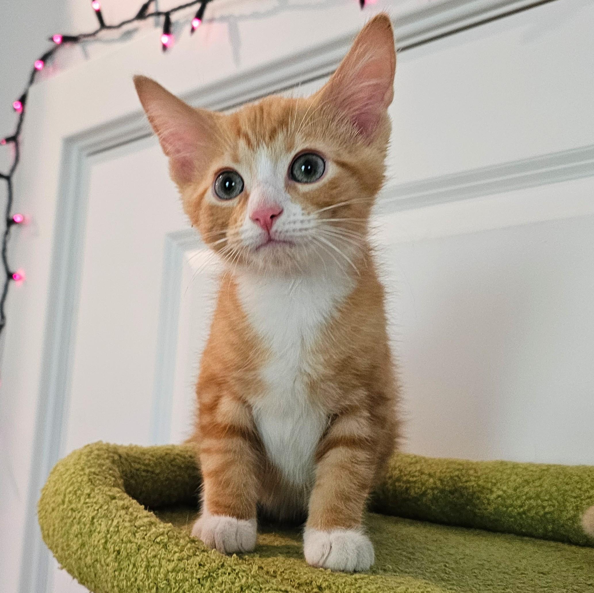 Phineas and Ferb, an adopted Tabby in Chicago, IL image 2/6