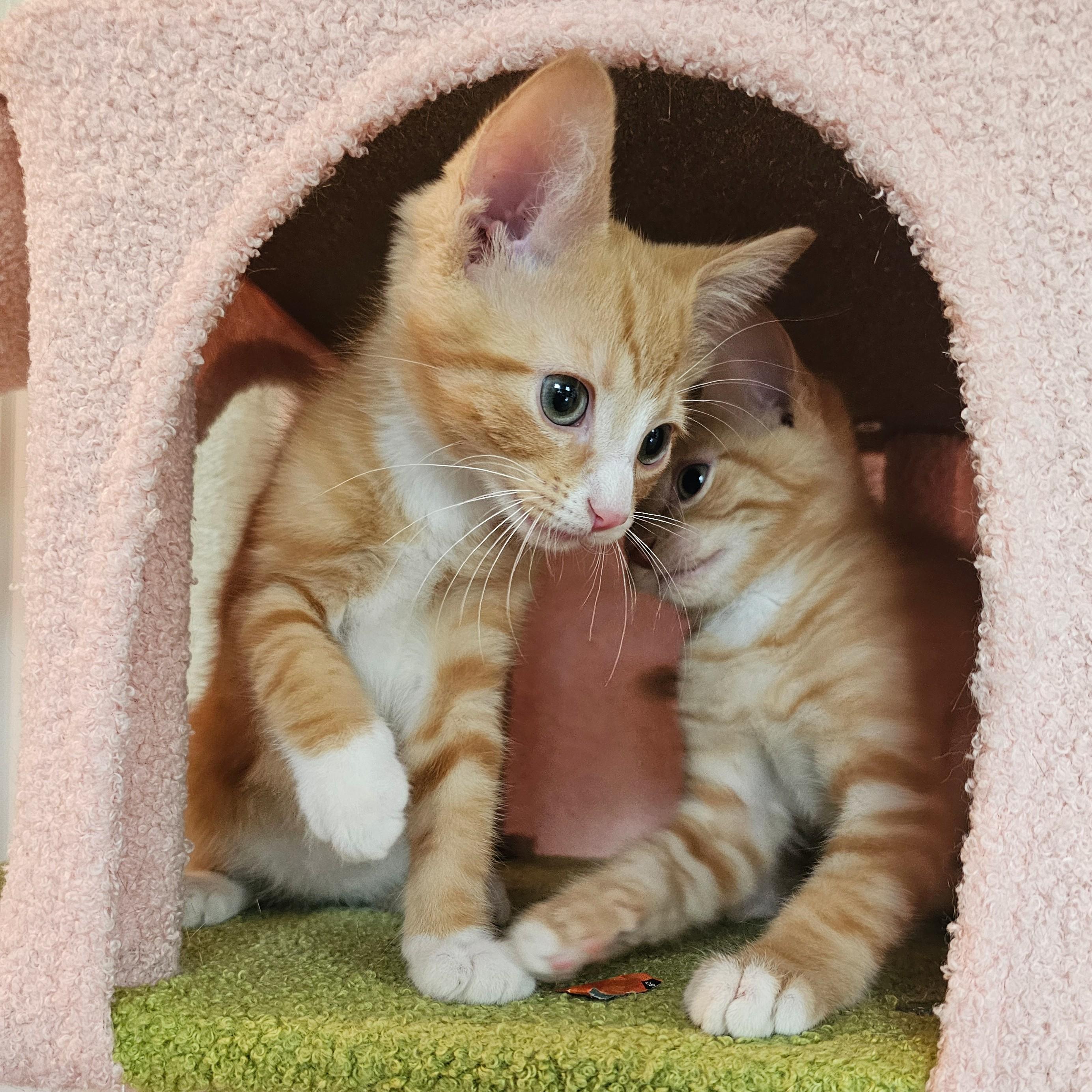 Phineas  and Ferb, adopted, Kitten Male Tabby.
